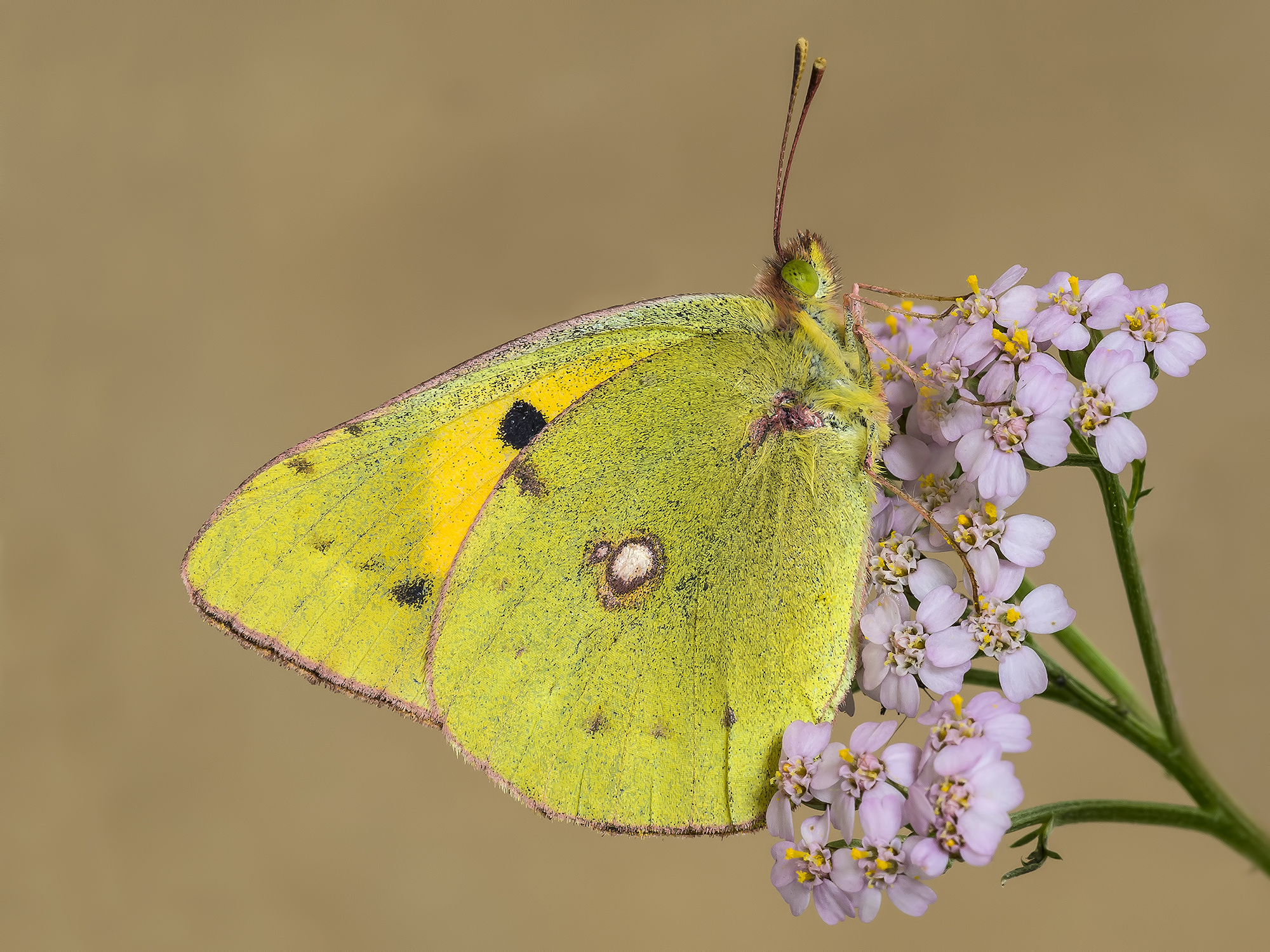 Colias