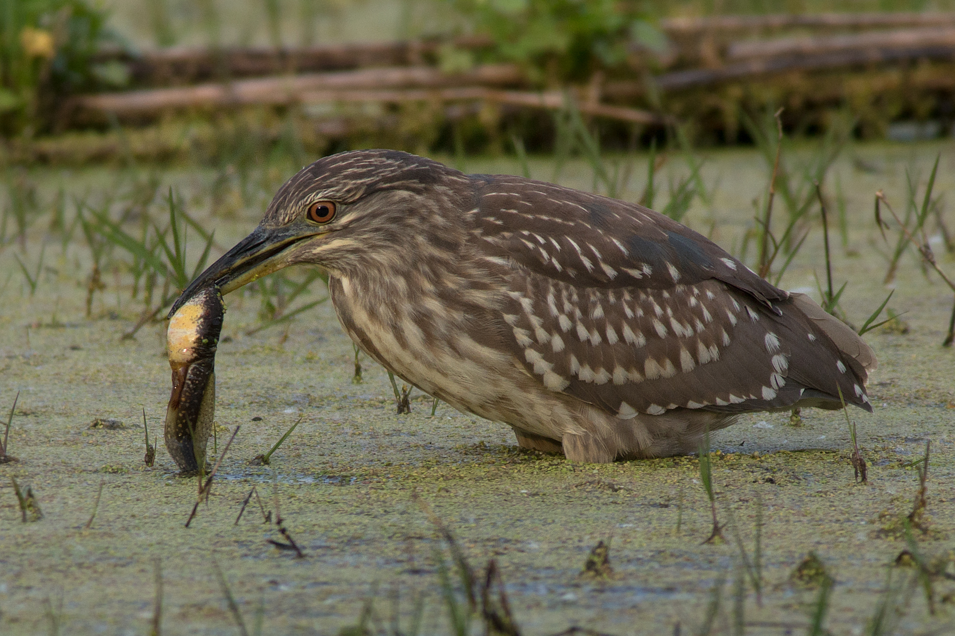 Night Heron with bullfrog tadpole