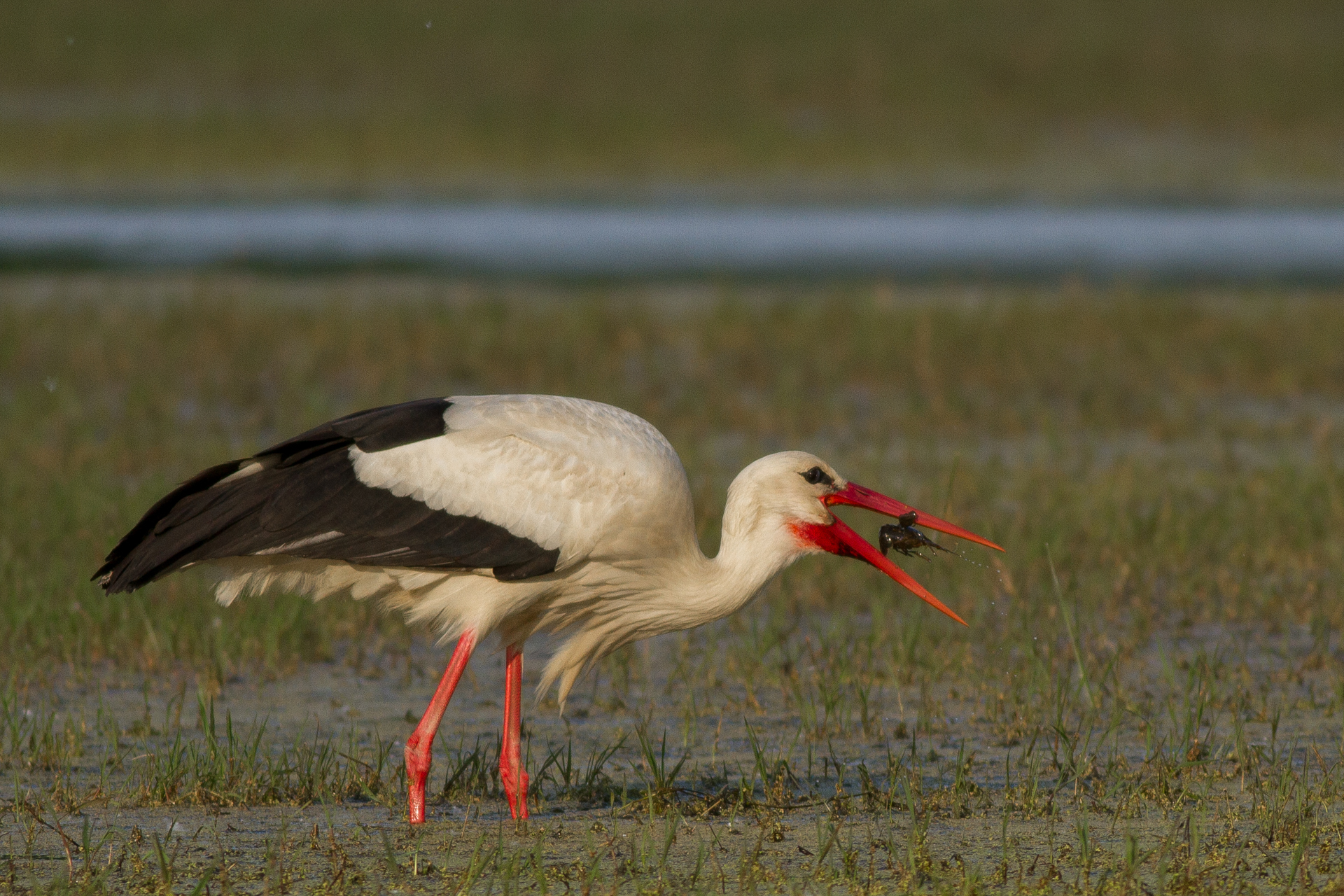Stork with killer shrimp