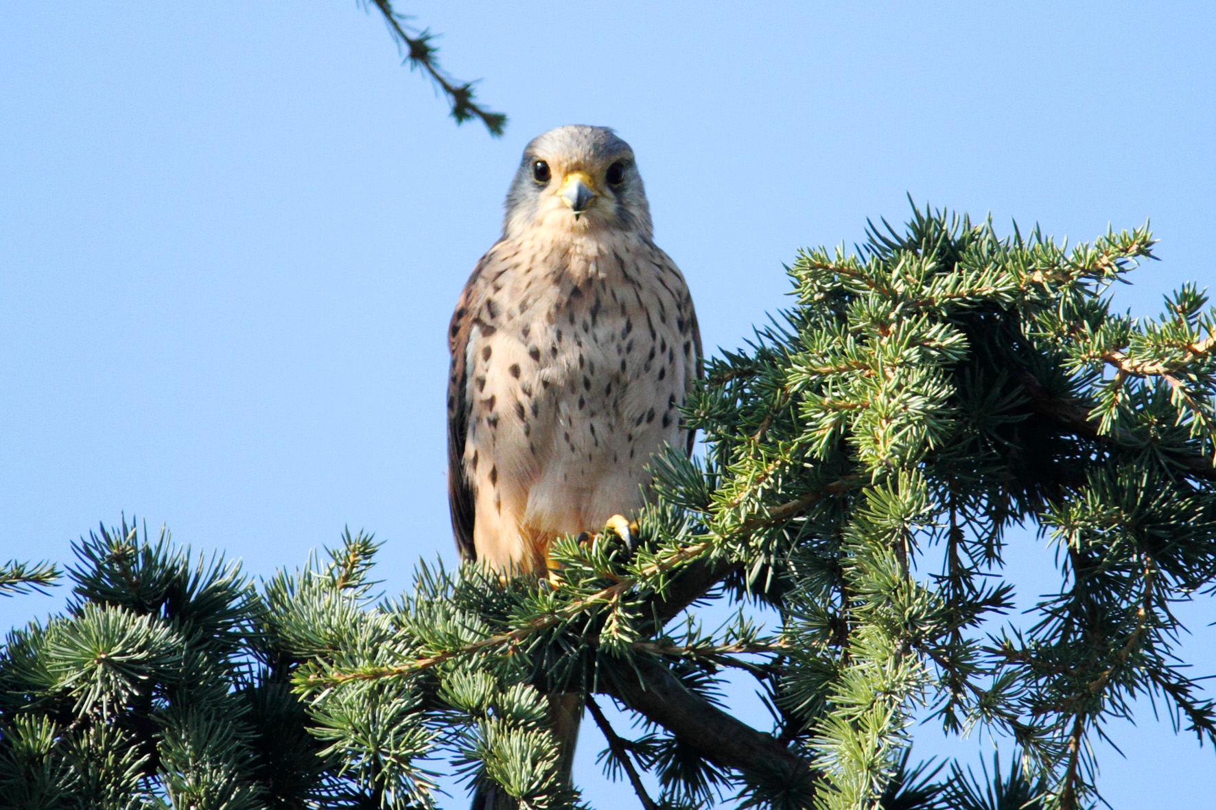 A quattr' occhi con il gheppio