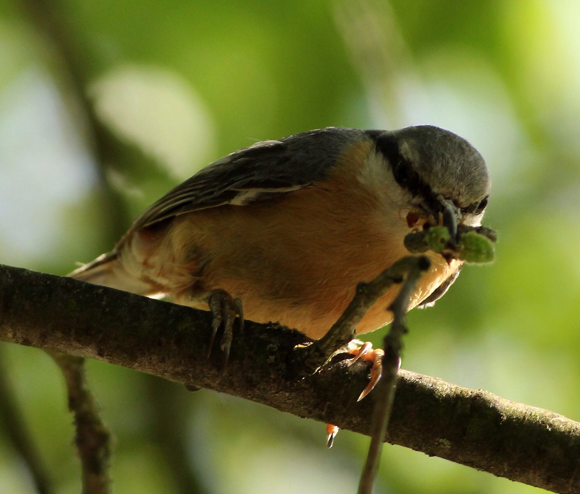 Nuthatch