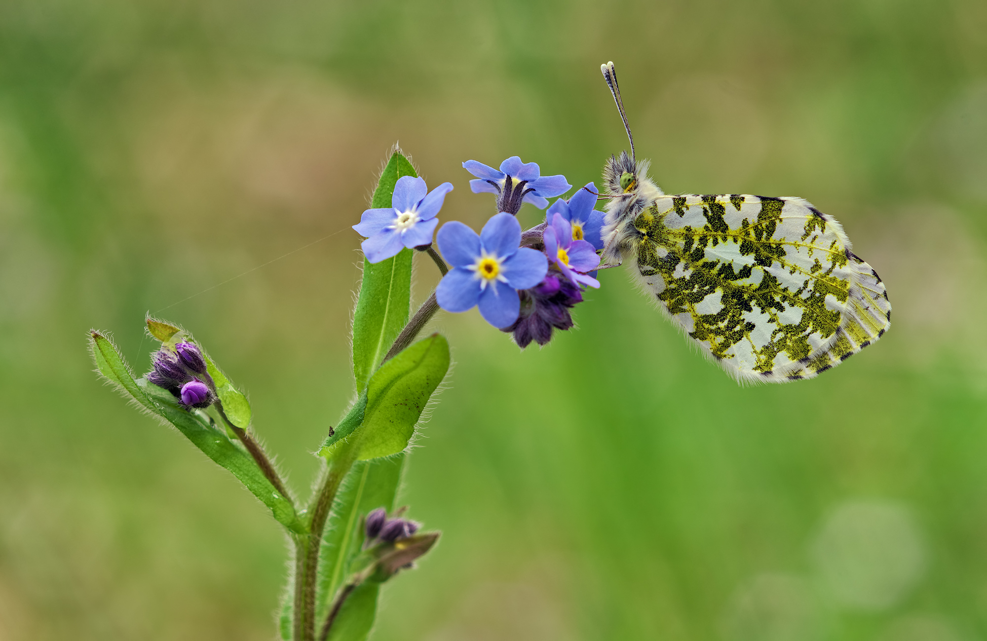 Remebering the Spring time...