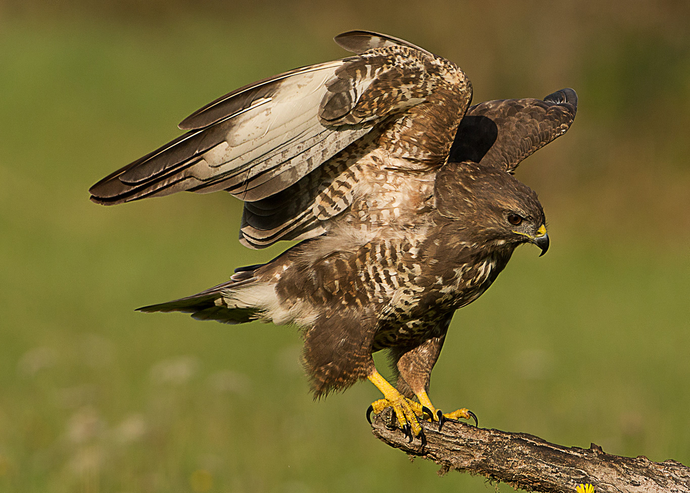 Common Buzzard