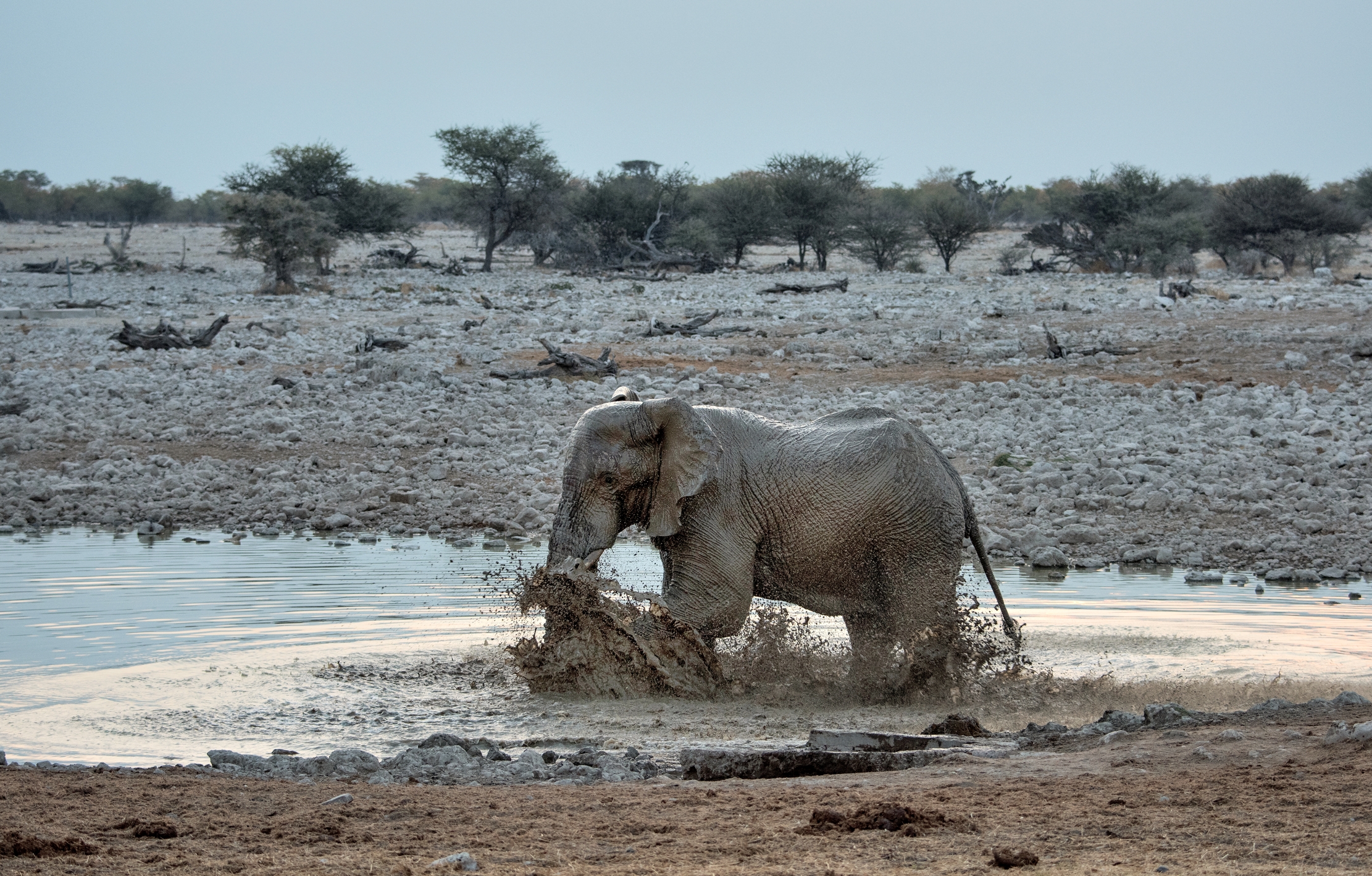 Etosha- Elefante