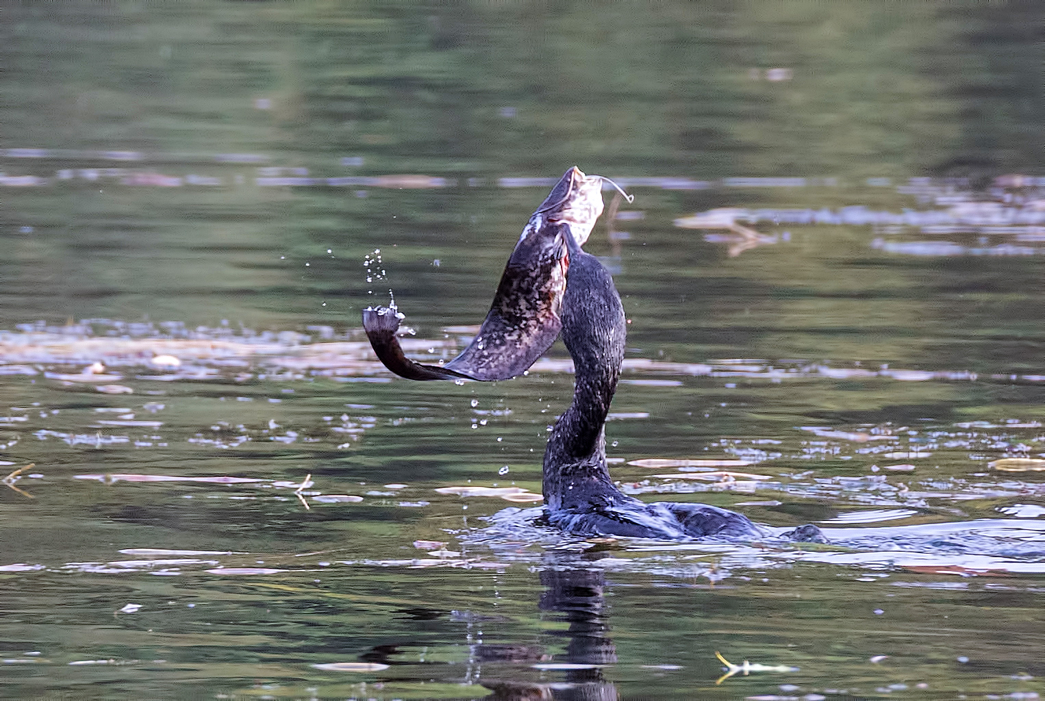 Cormorant and prey 1 100% crop