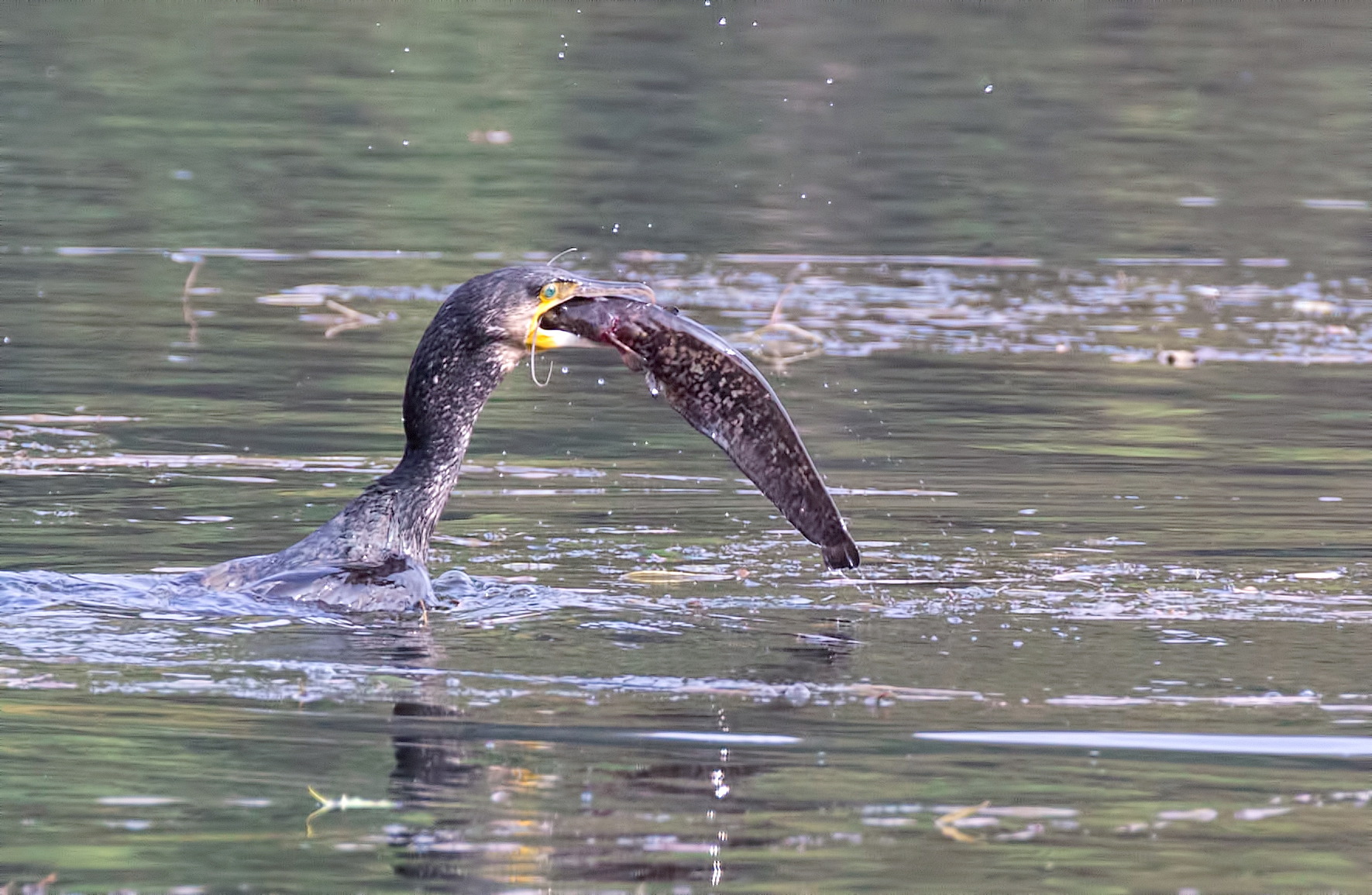 Cormorant and prey 2 100% crops