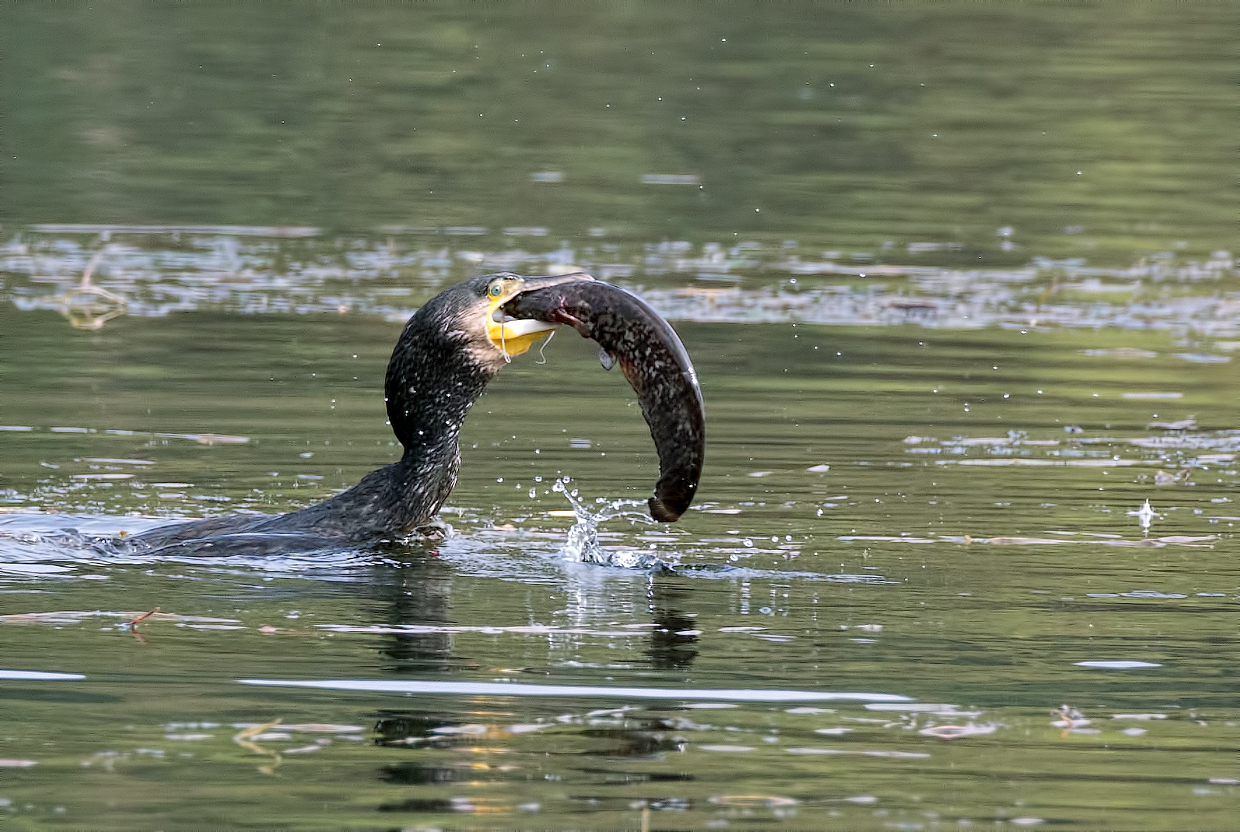 Cormorant and prey 3 100% crop