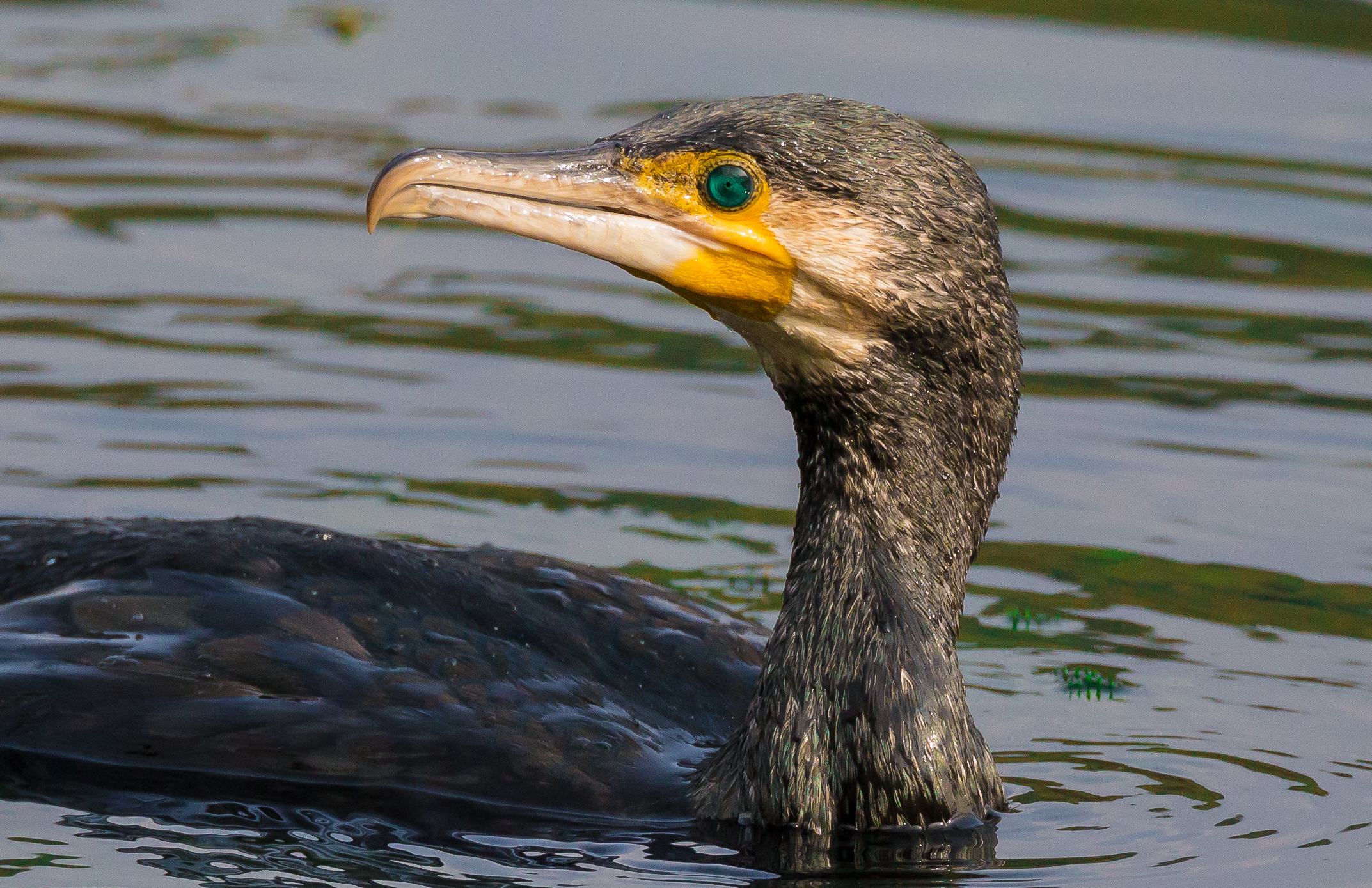 cormorant