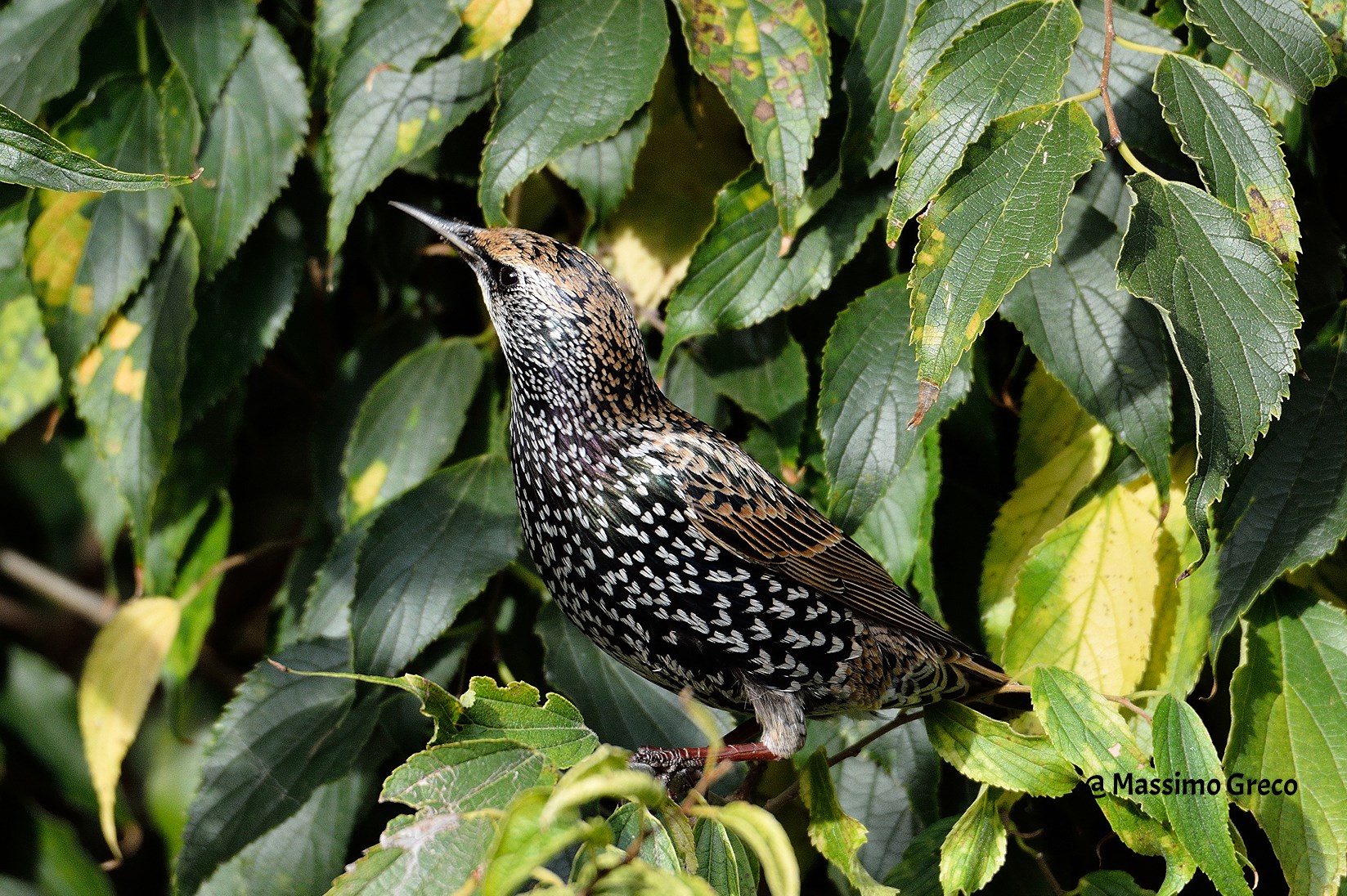 Transfer between the branches