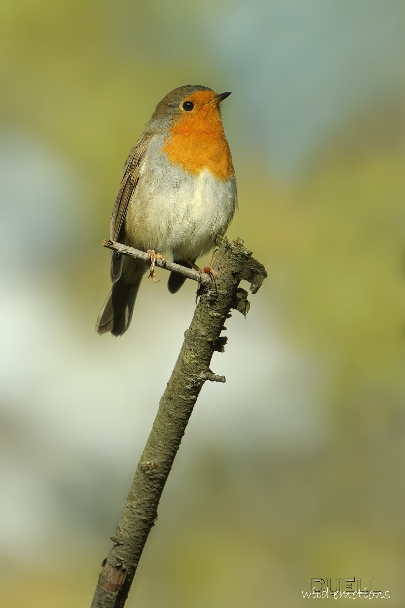 Good morning, Robin!