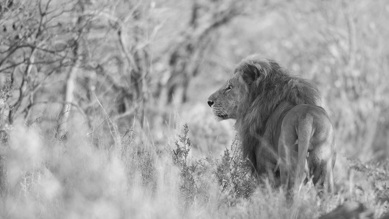 The king brand boundaries