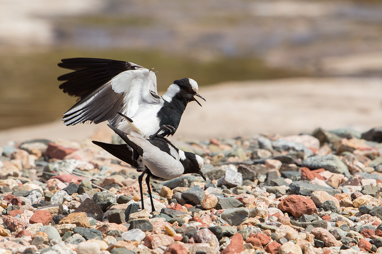 Coupling between lapwings