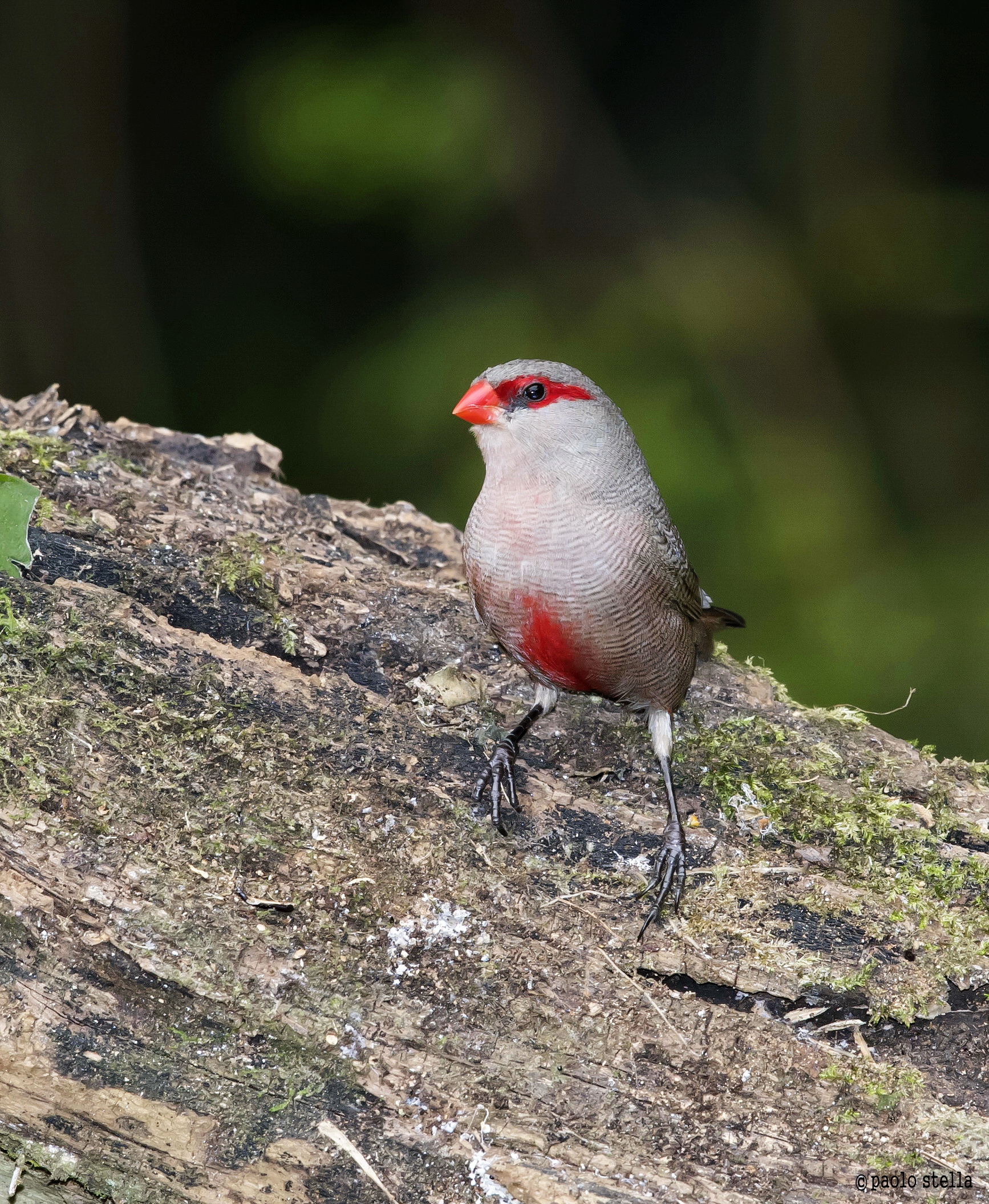 Common Waxbill (Estrilda astrild)