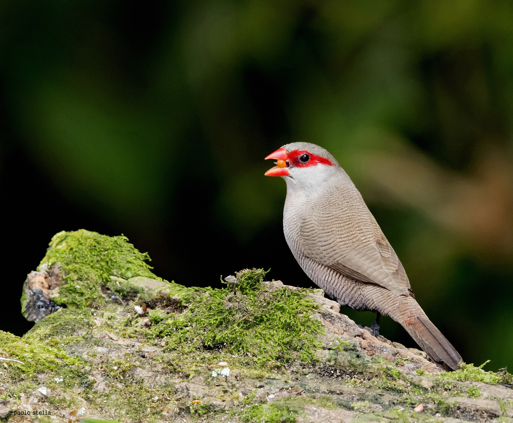 Common Waxbill (Estrilda astrild)