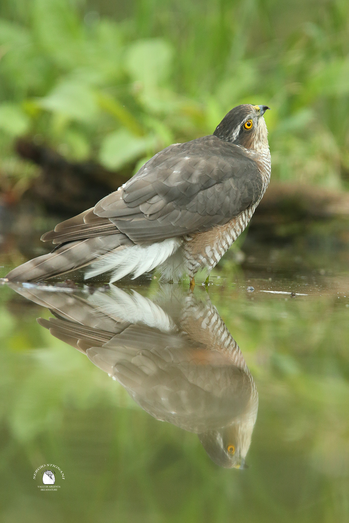 mortarboard -accipiter nisus- valleys of silver watering