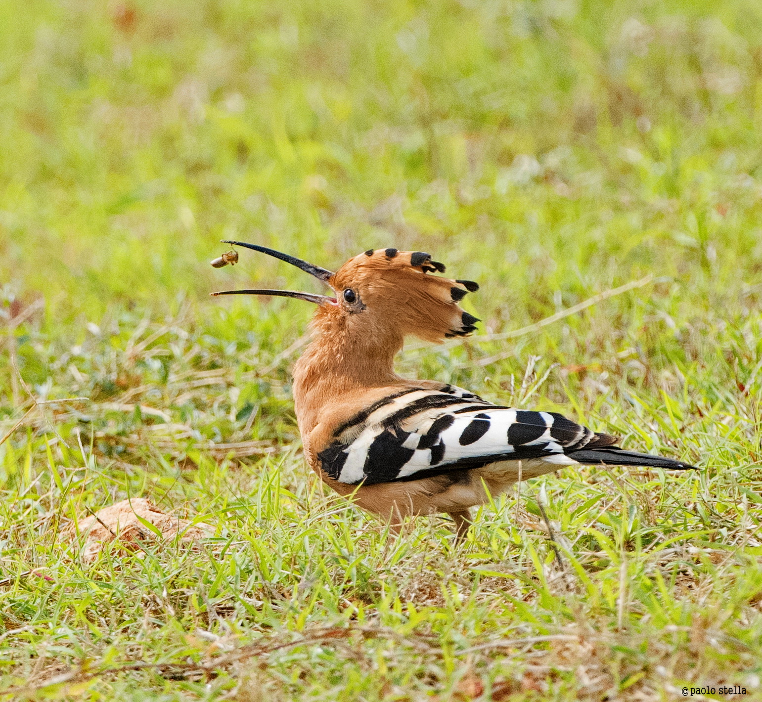 African hoopoe (Upupa epops)