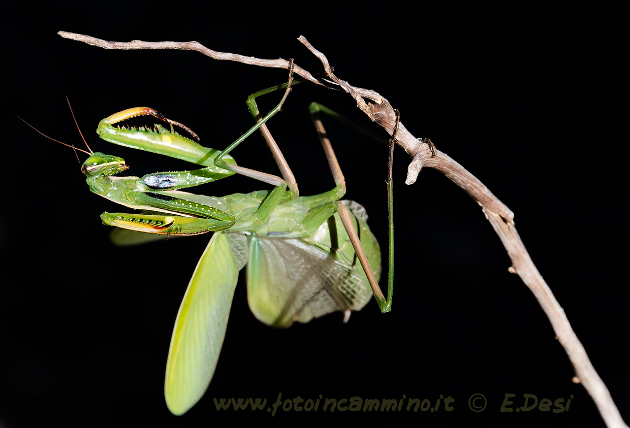 Femmina di Mantide religiosa (Mantis religiosa)