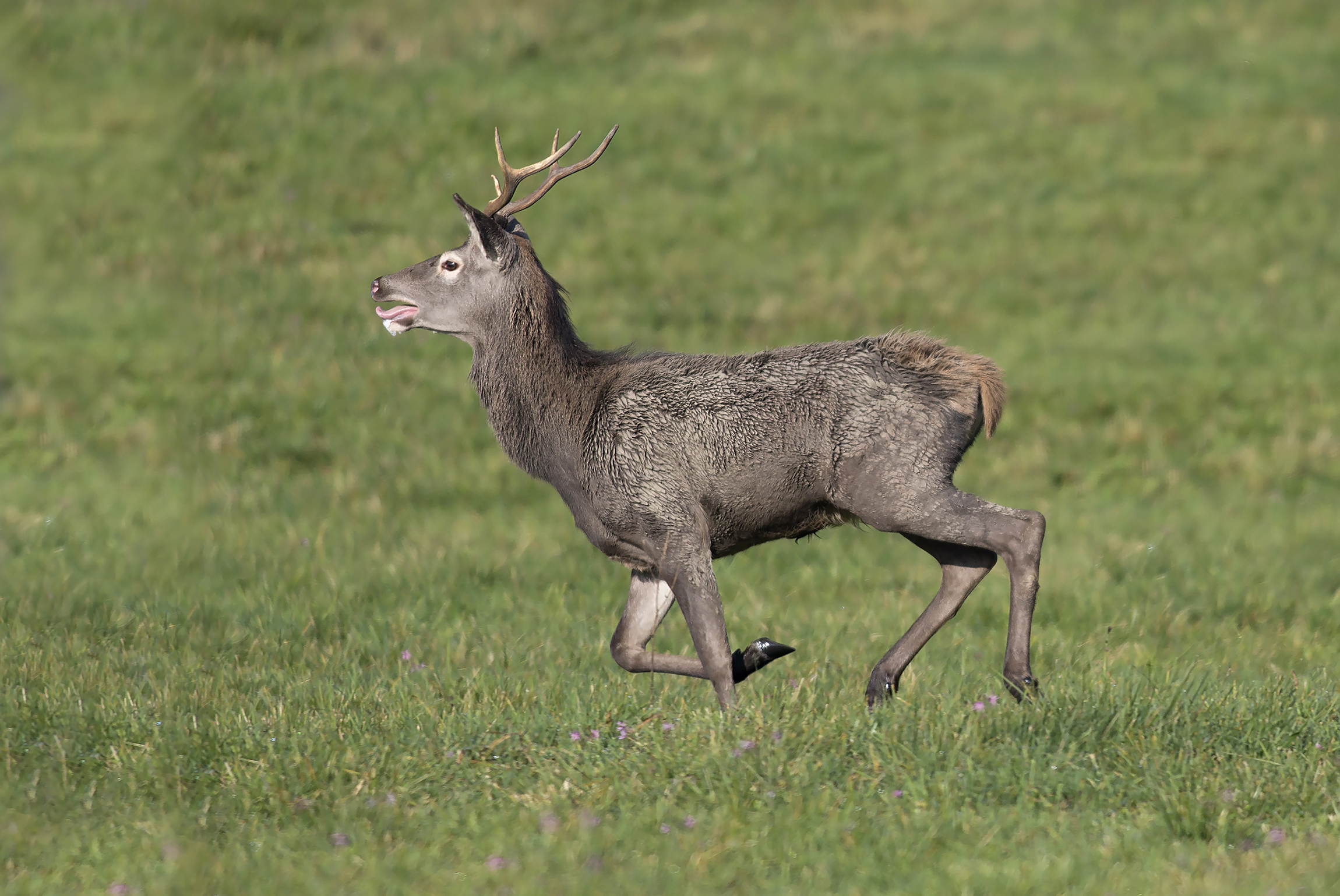 Giovane cervo in corsa