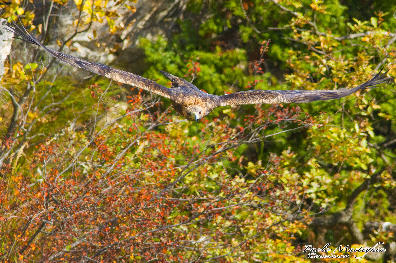 Alberi colorati e aquila.....
