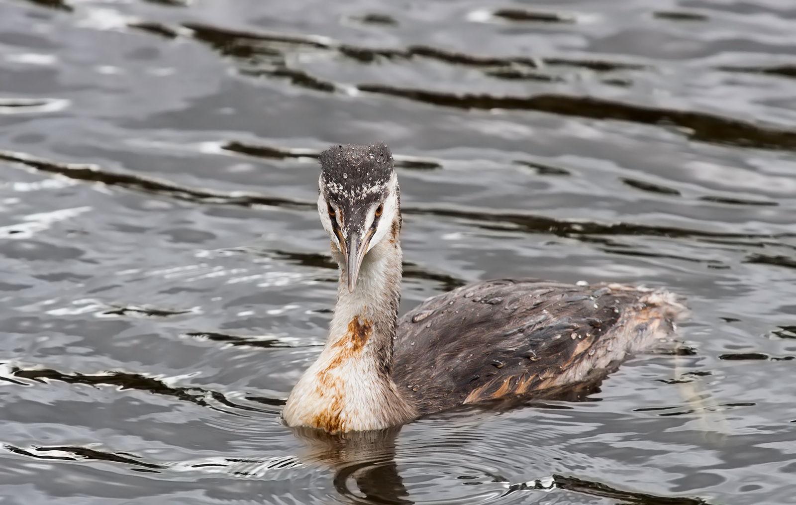 Great Crested Grebe (?)