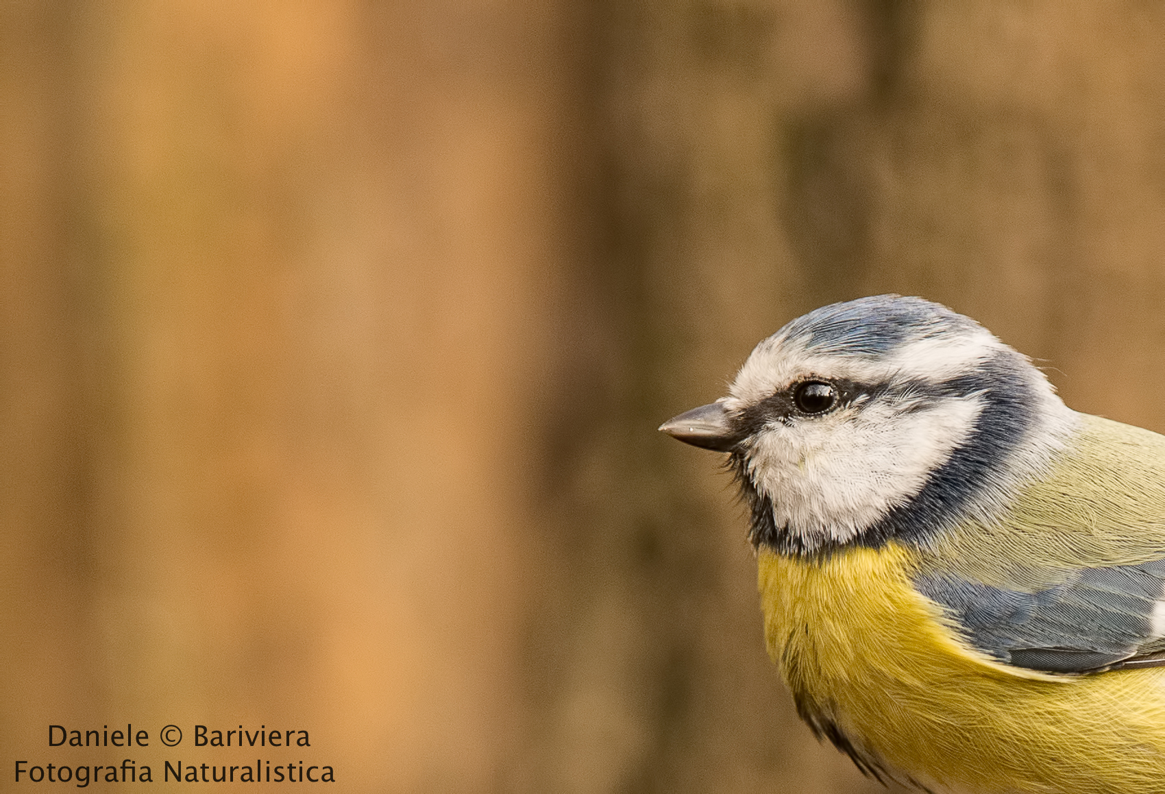 ritratto di cinciarella