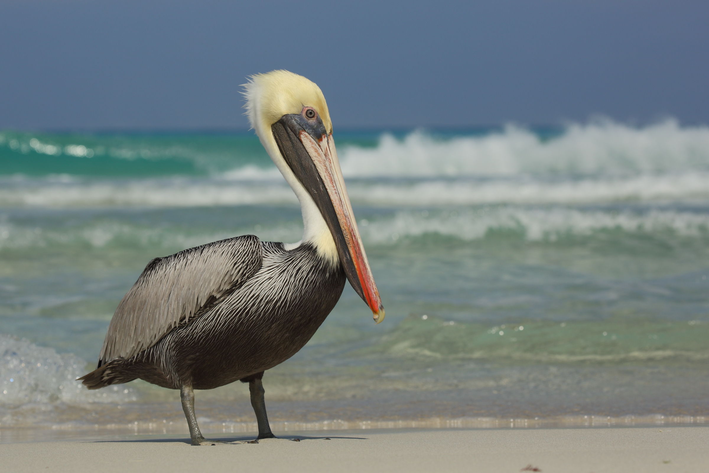 Brown Pelican