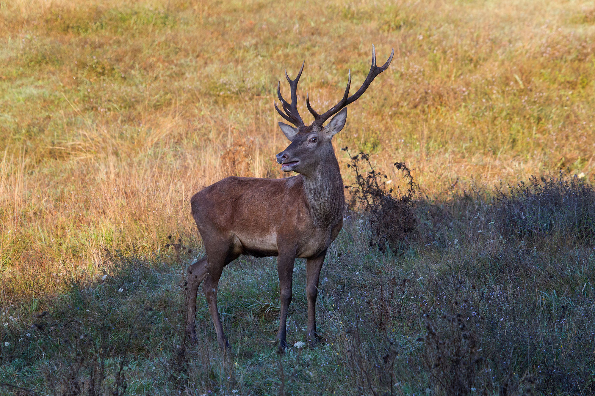 Deer of the Casentino Forests