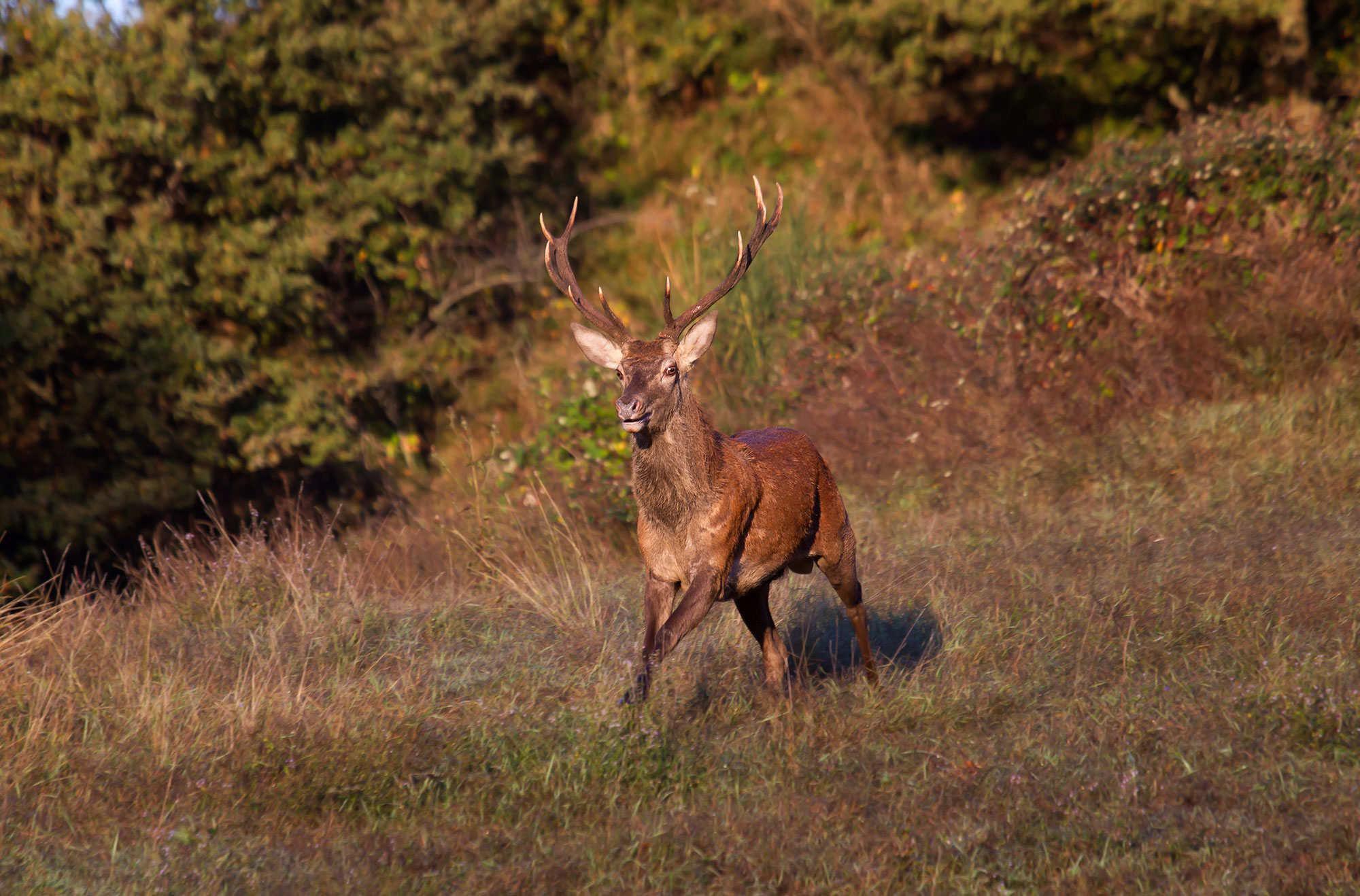 Deer in the race for the hinds