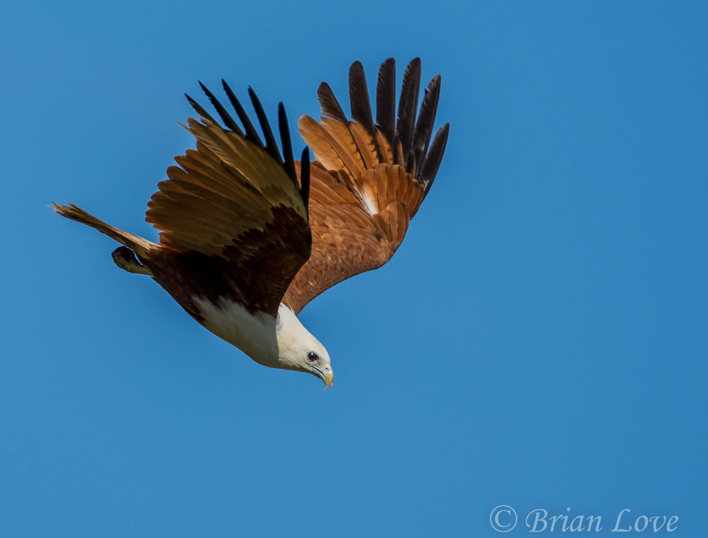 Dive - Brahminy Kite