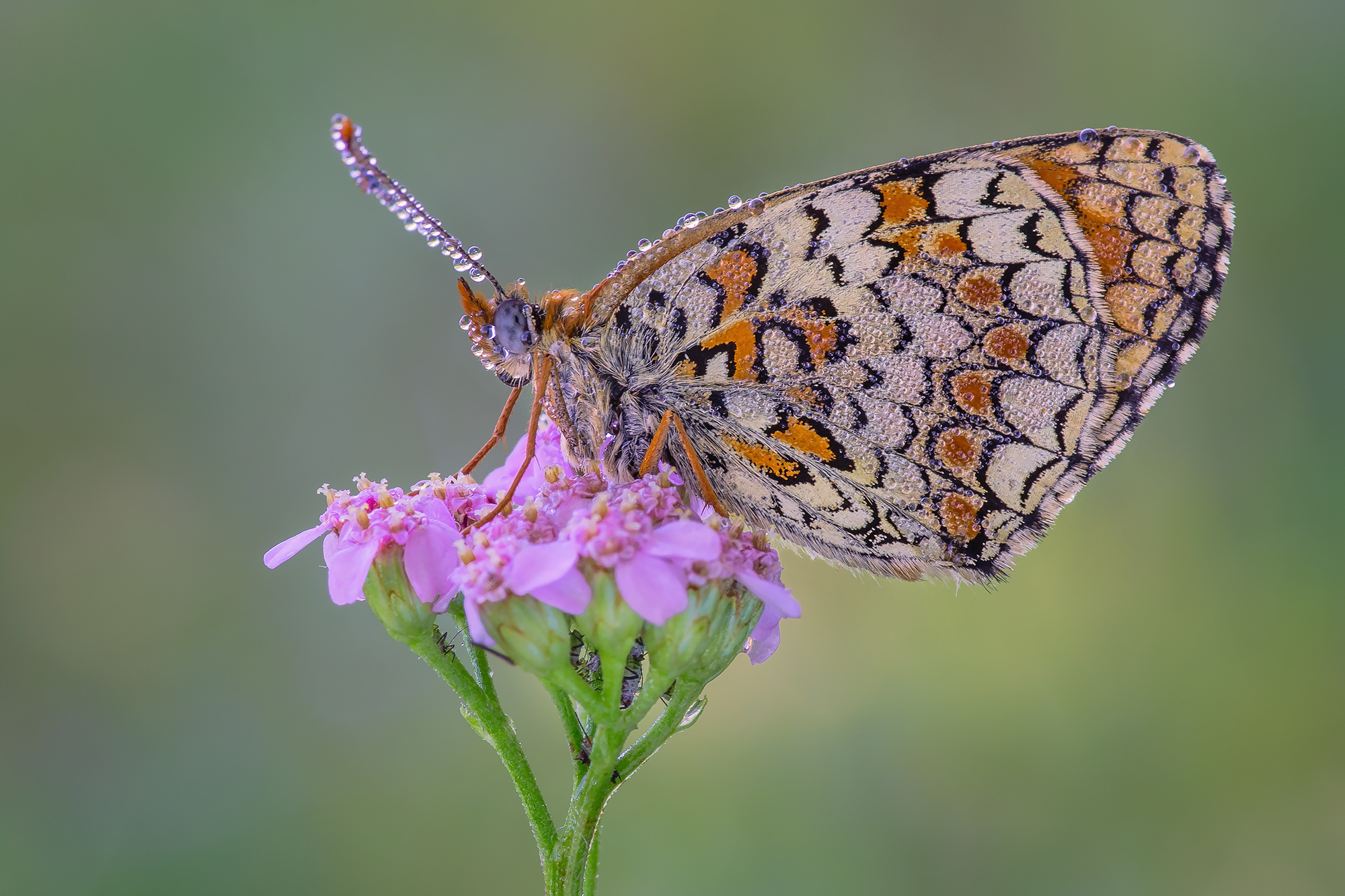 Melitaea phoebe