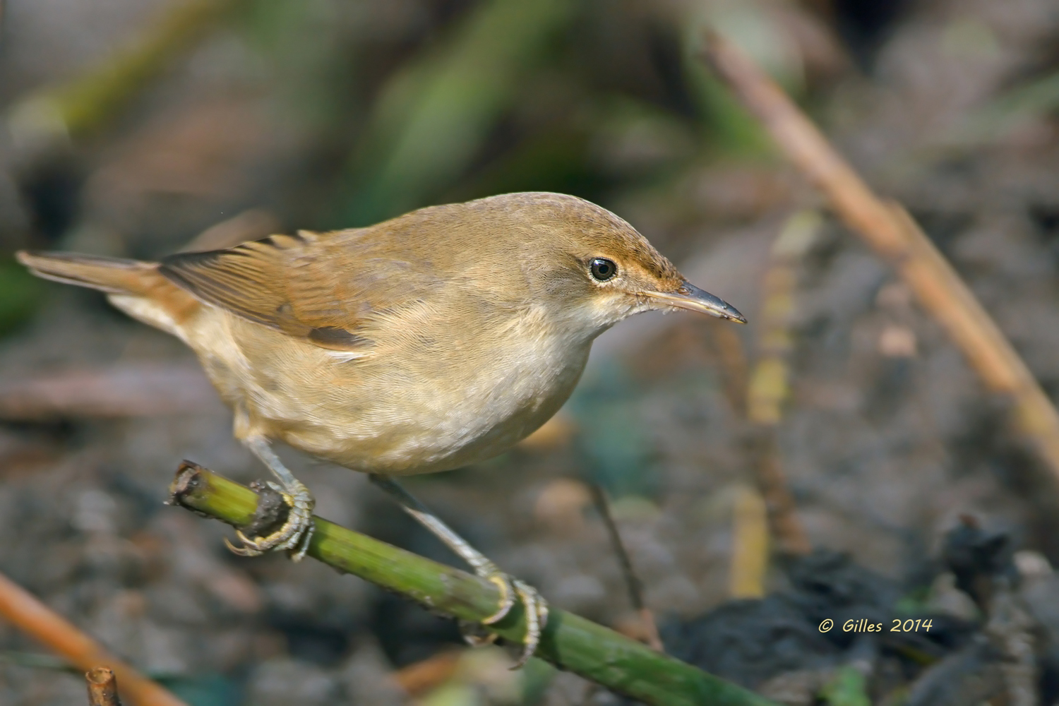 Cannaiola (Acrocephalus scirpaceus)