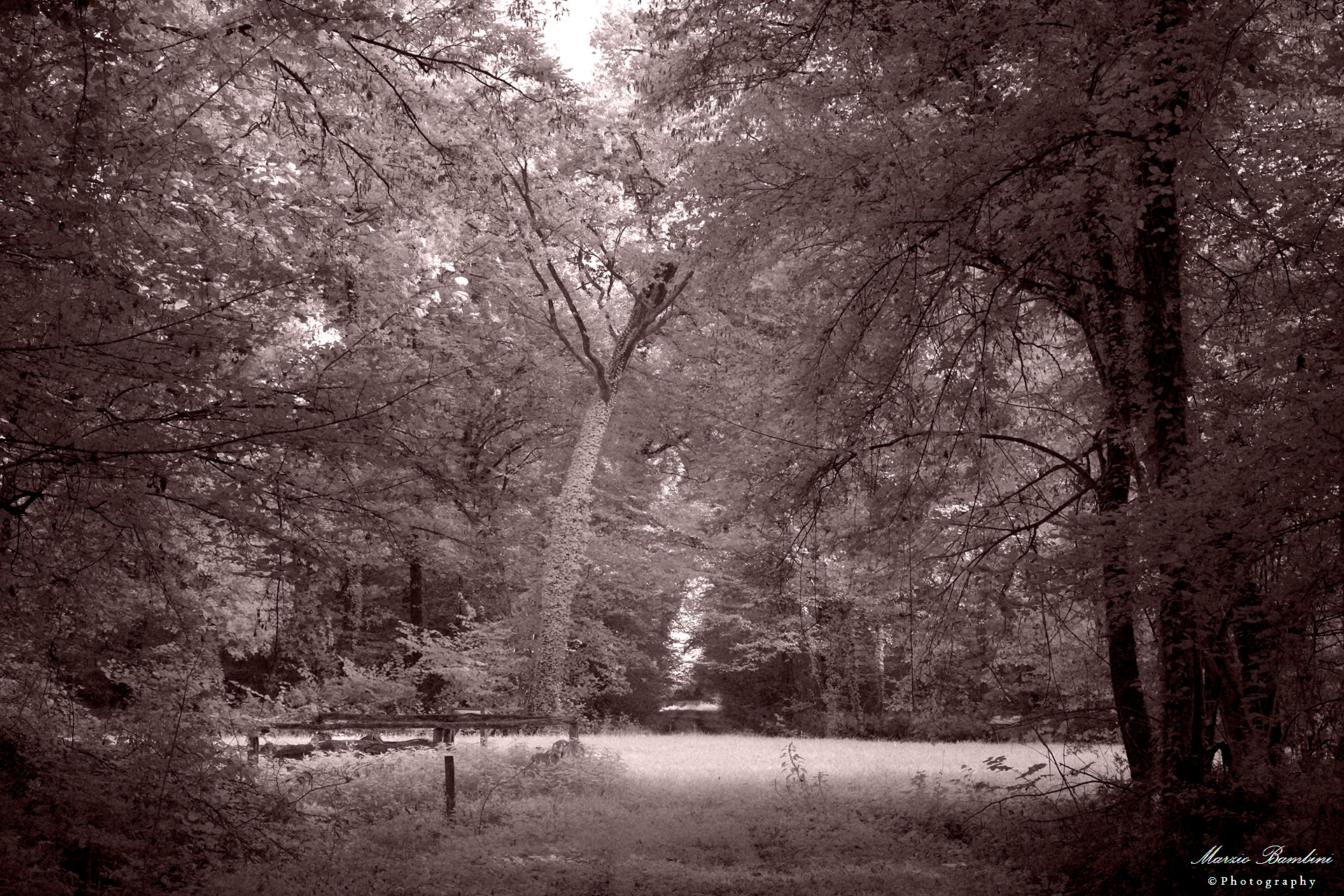 Mantua, Bosco Fontana