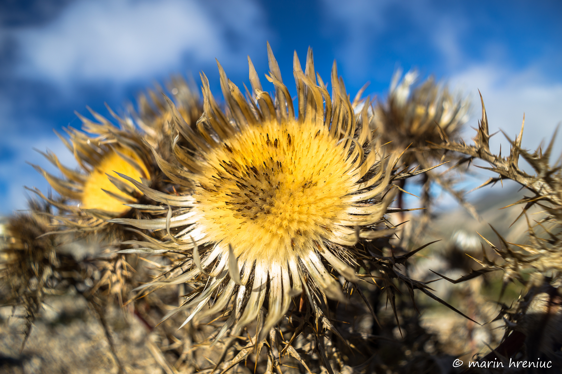 fiore di alta montagna