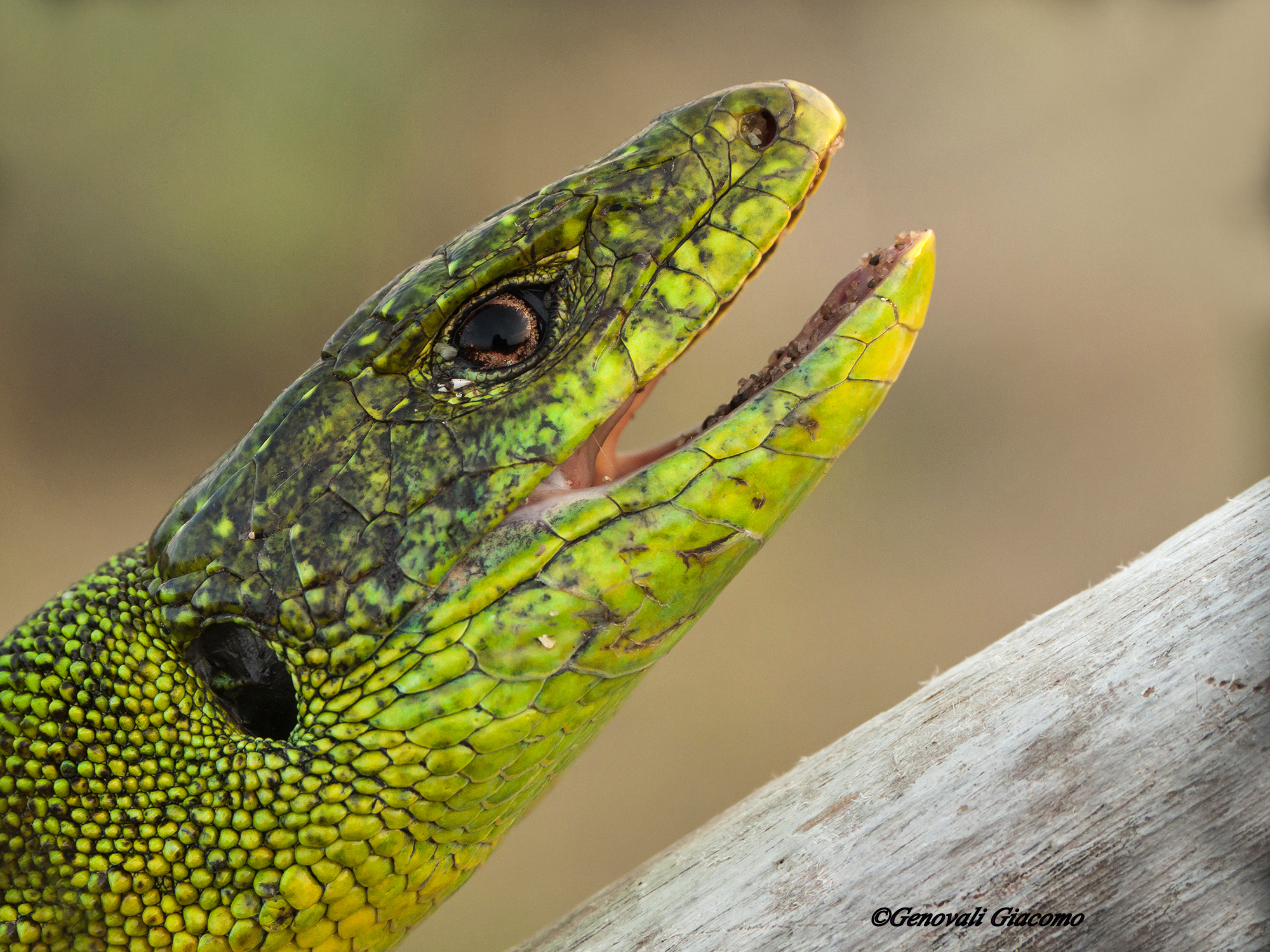 personaggio poco amichevole IL ramarro!