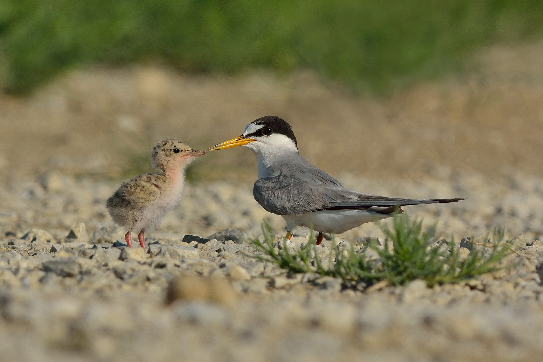 Fraticello con piccolo