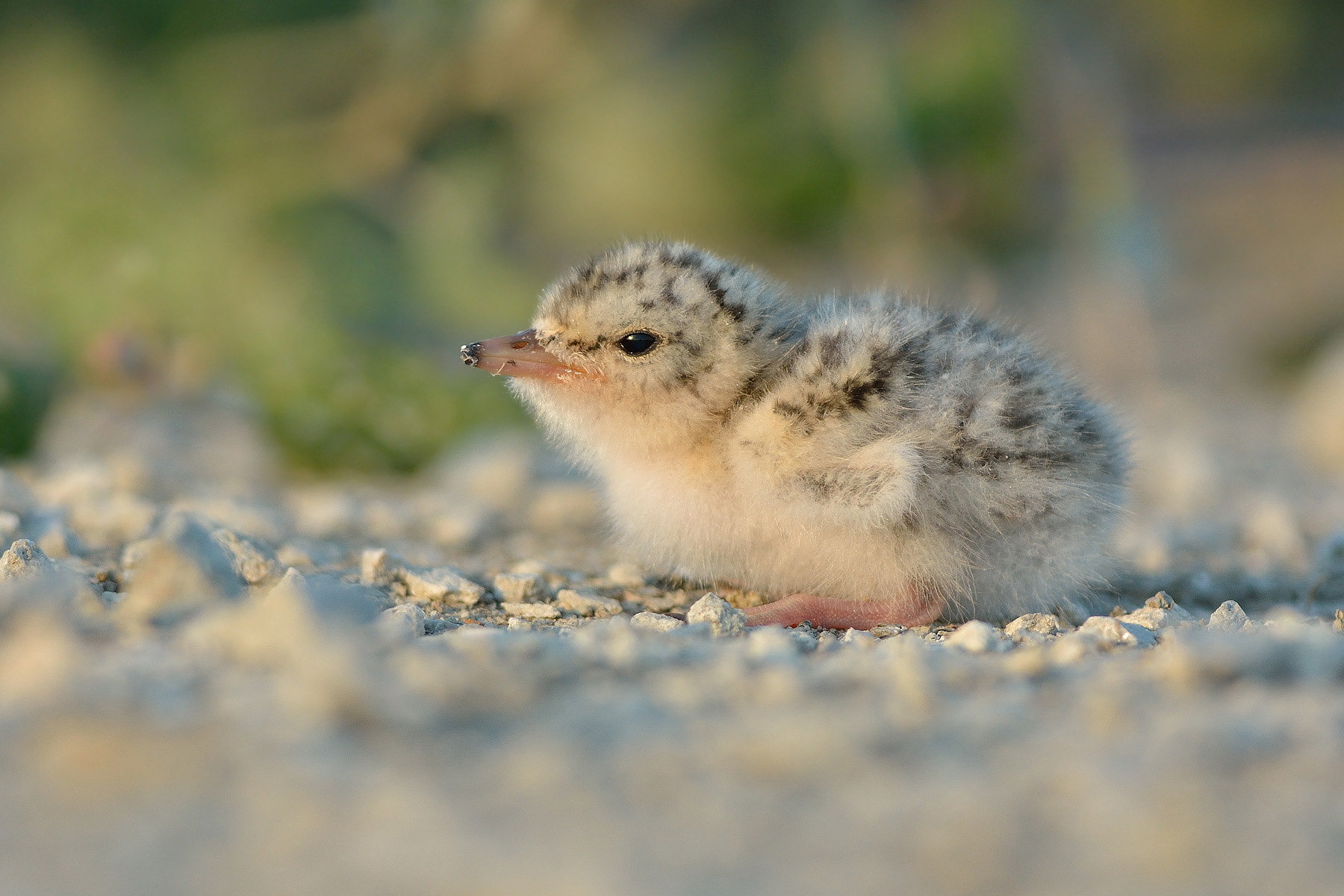 Il piccolo fraticello