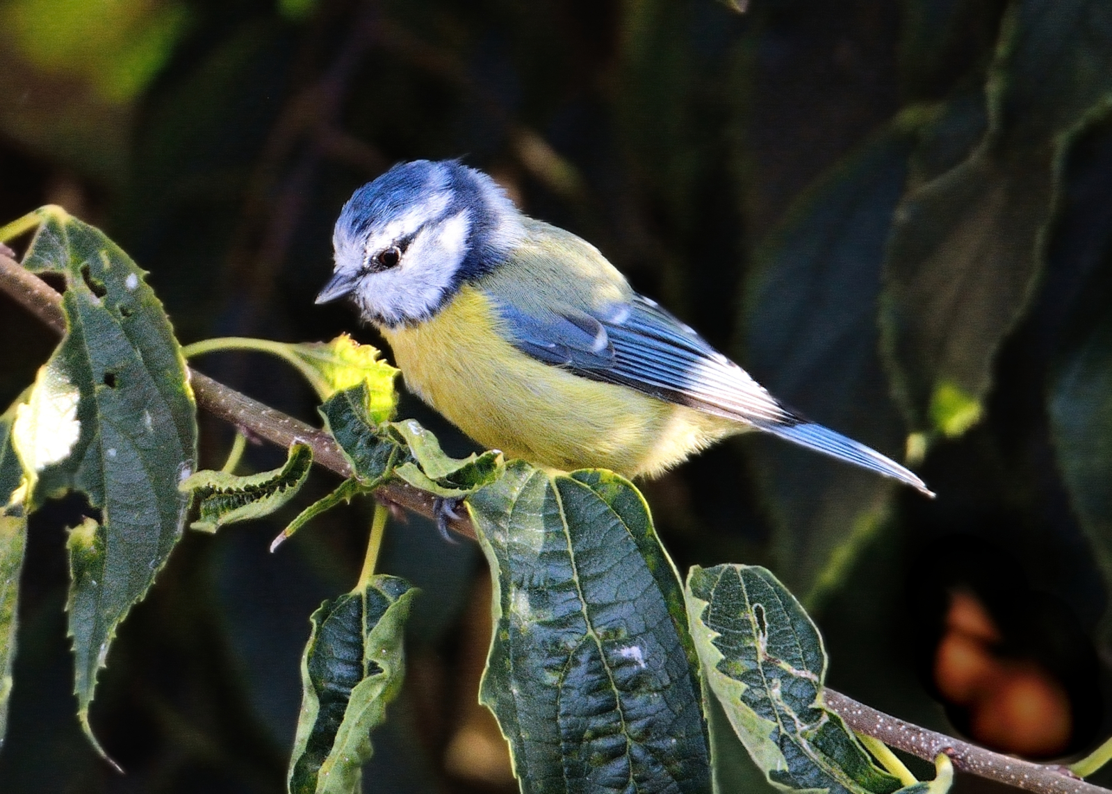 Blue Tit