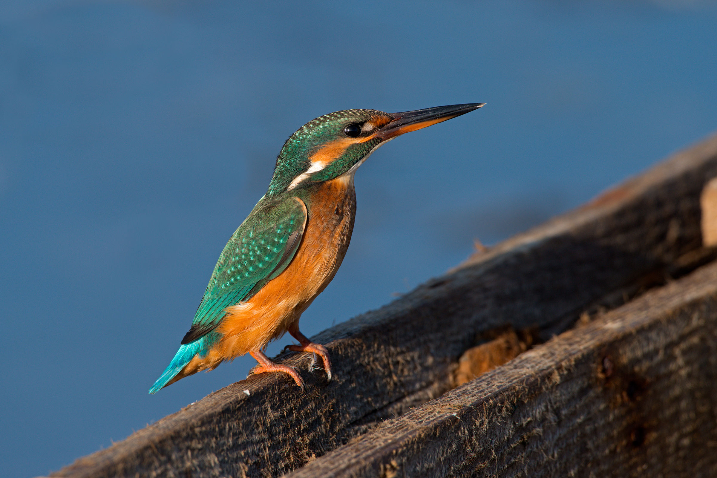 femmina di martin pescatore