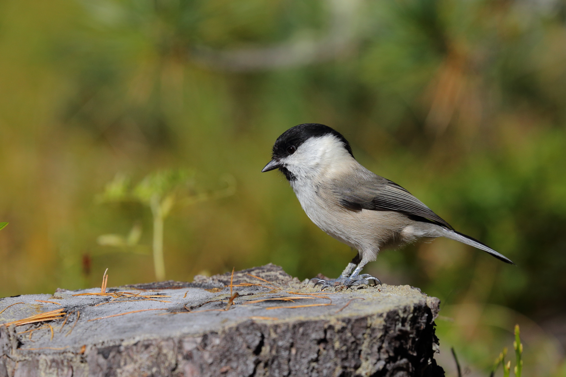 Coal Tit