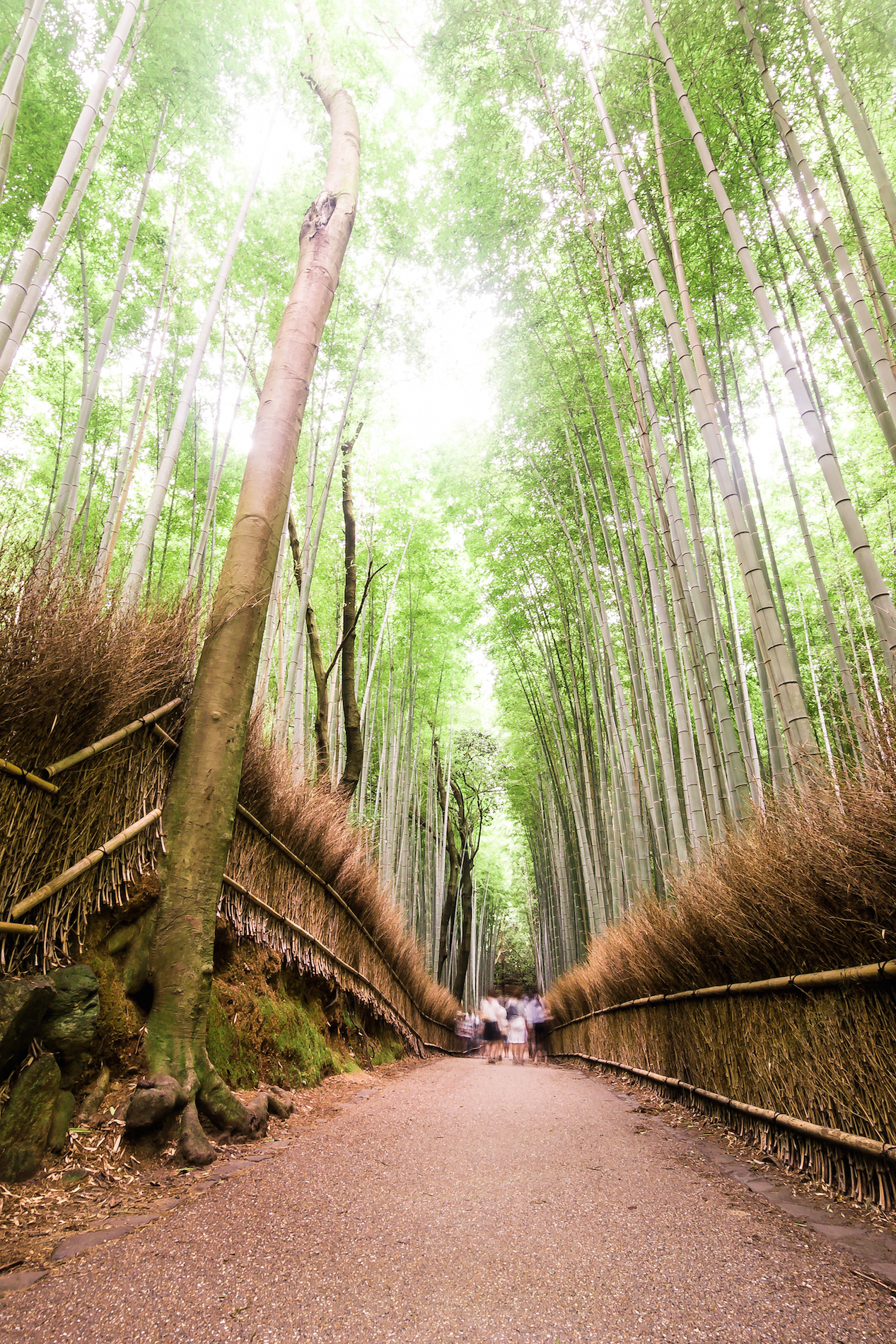 Bamboo Forest at Arashiama!