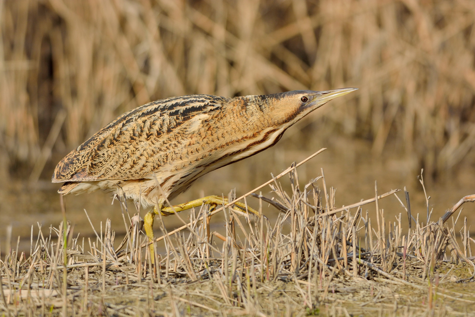 Finalmente allo scoperto