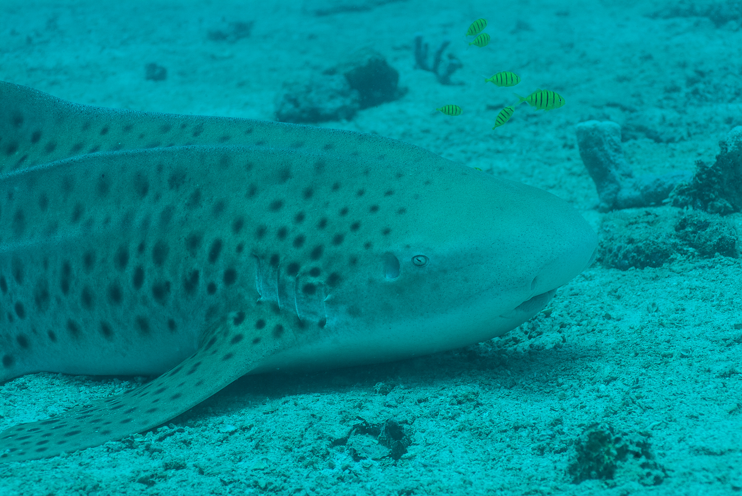 Stegostoma fasciatum