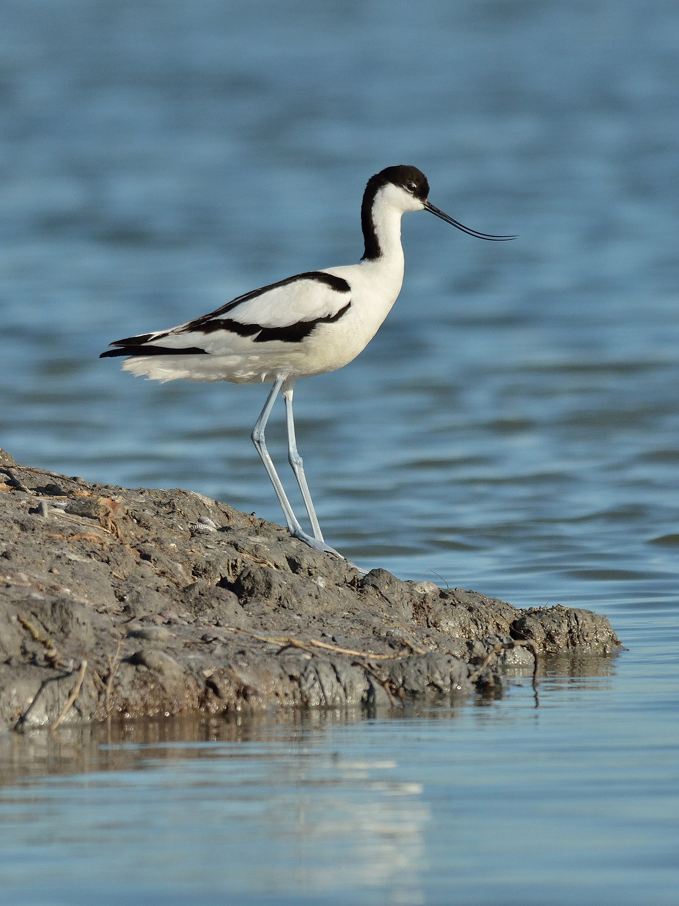 Avocetta