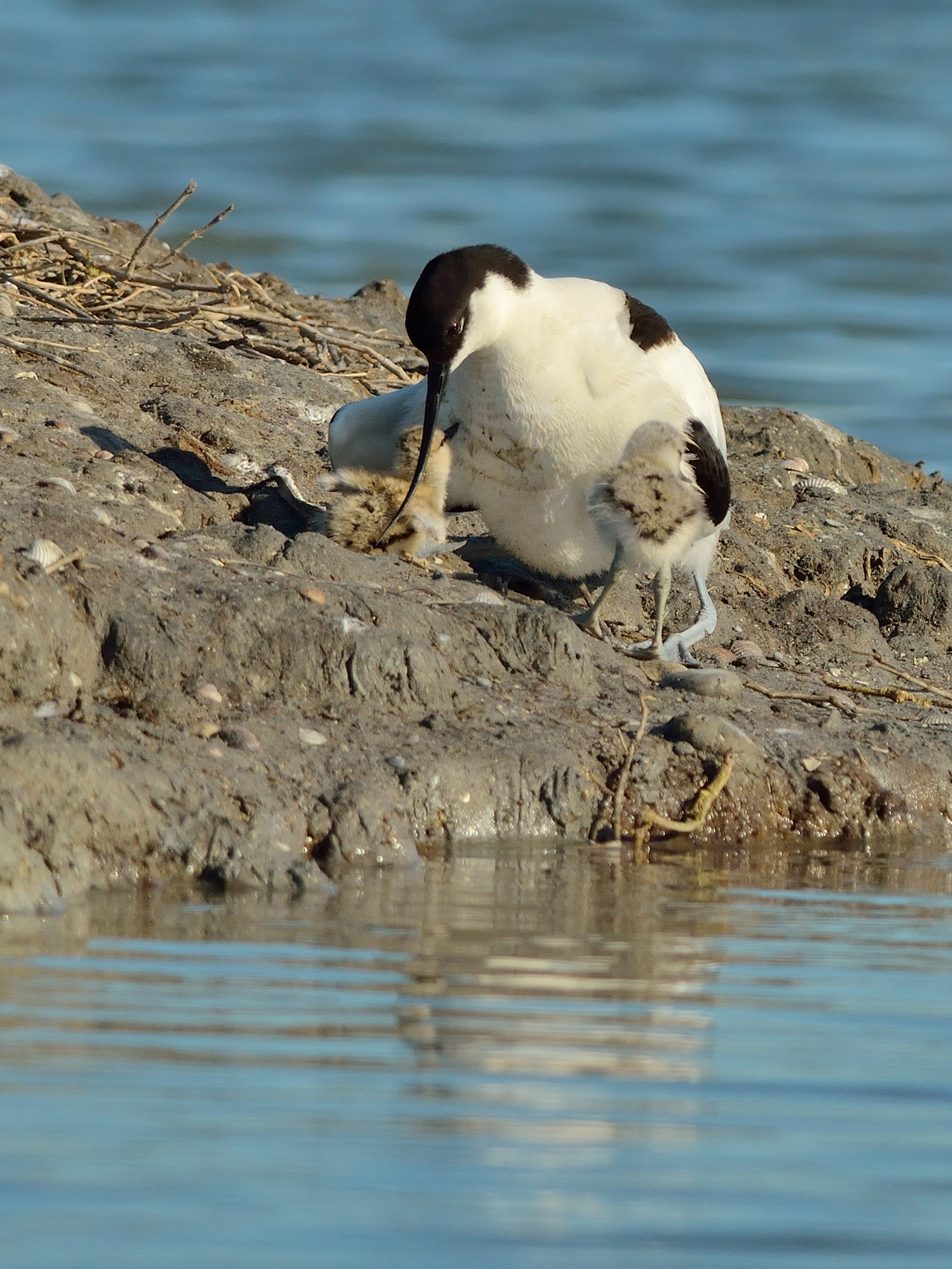 Avocetta premurosa