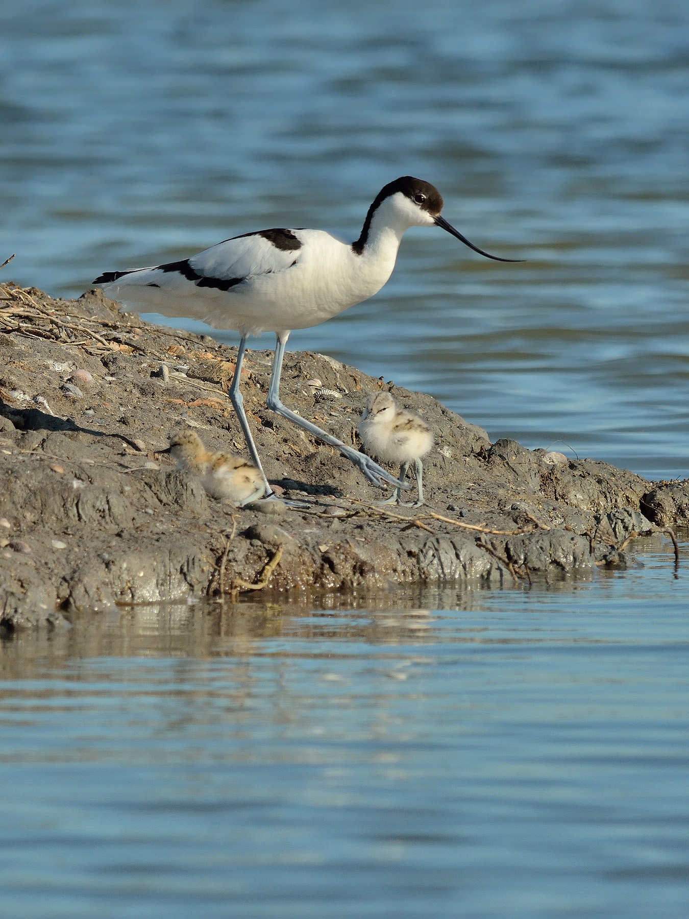 Avocetta con piccoli