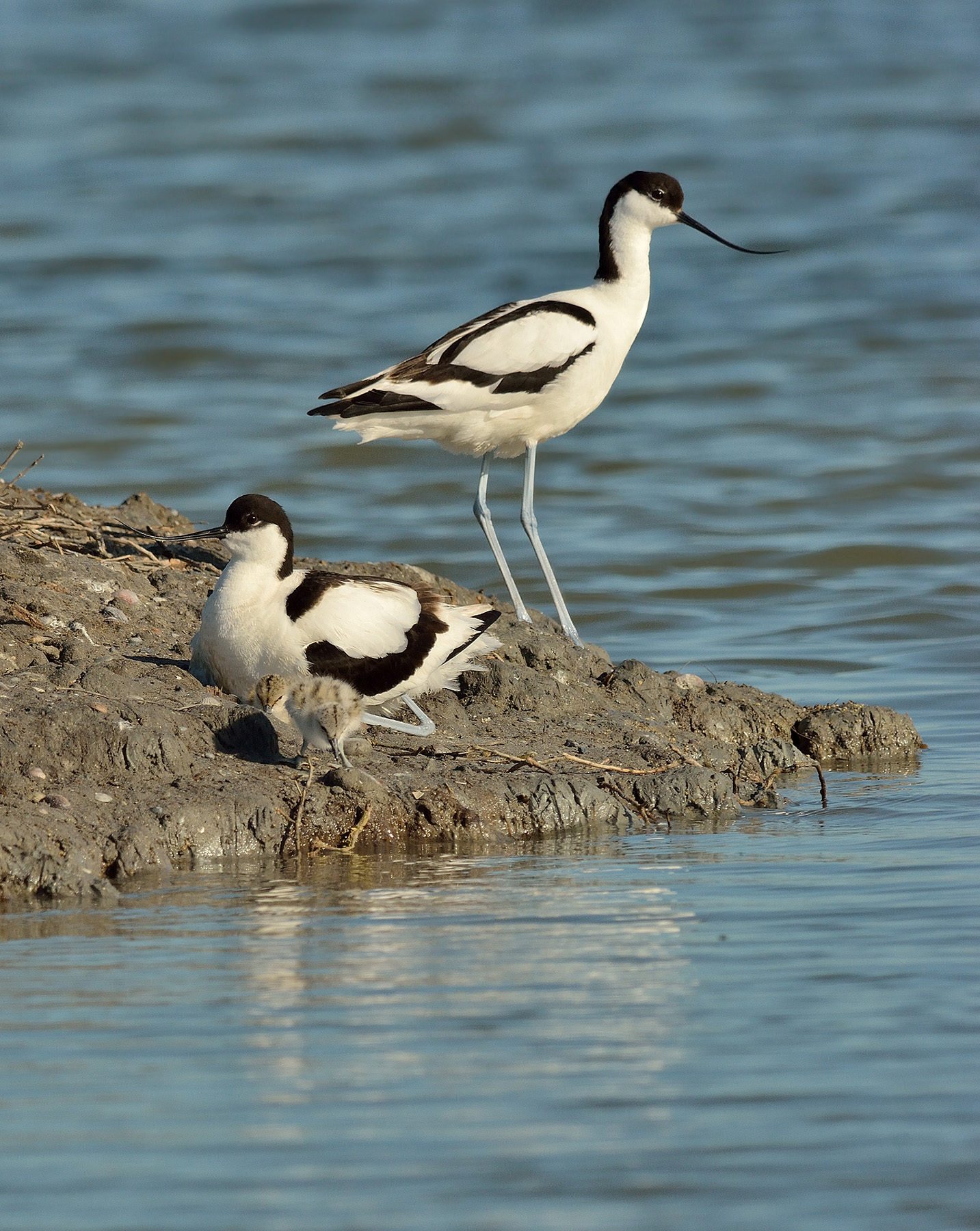La famiglia delle Avocette