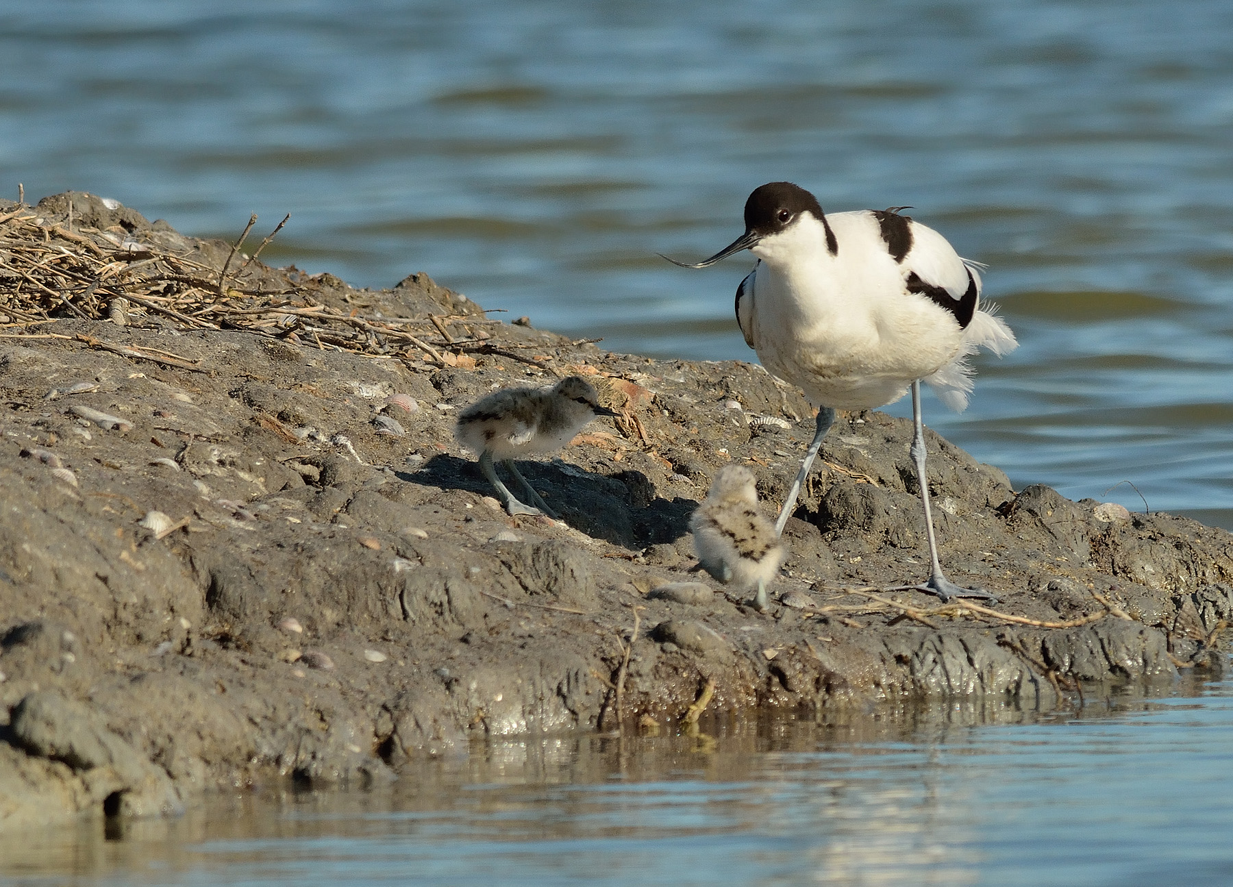 Avocetta al nido