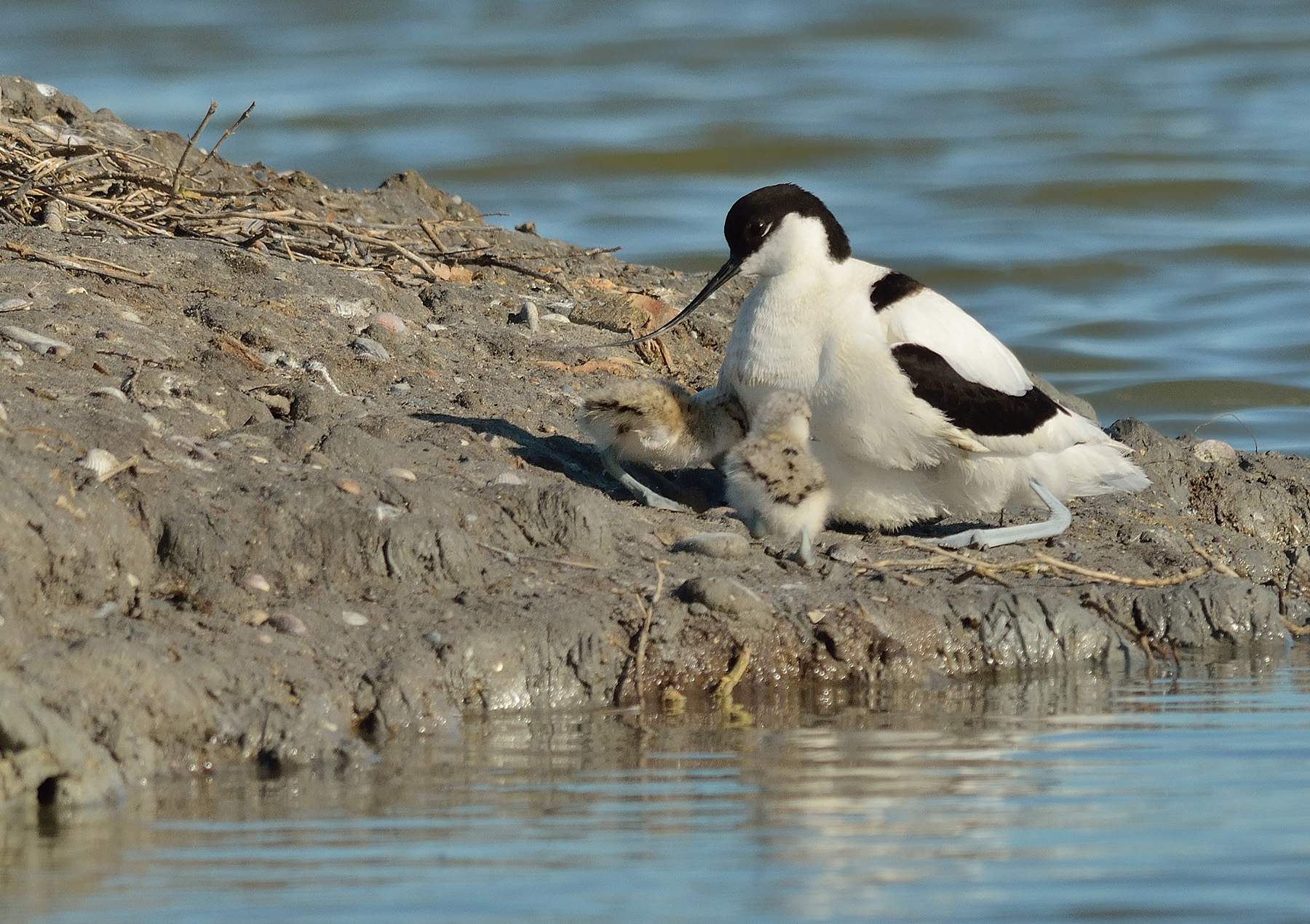 Avocetta al nido
