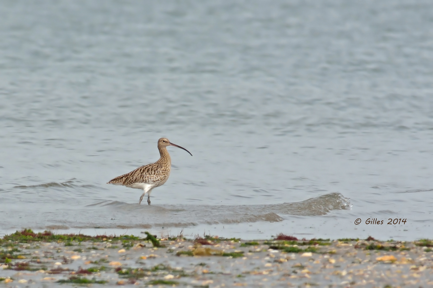 Eurasian Curlew (Numenius arquata)