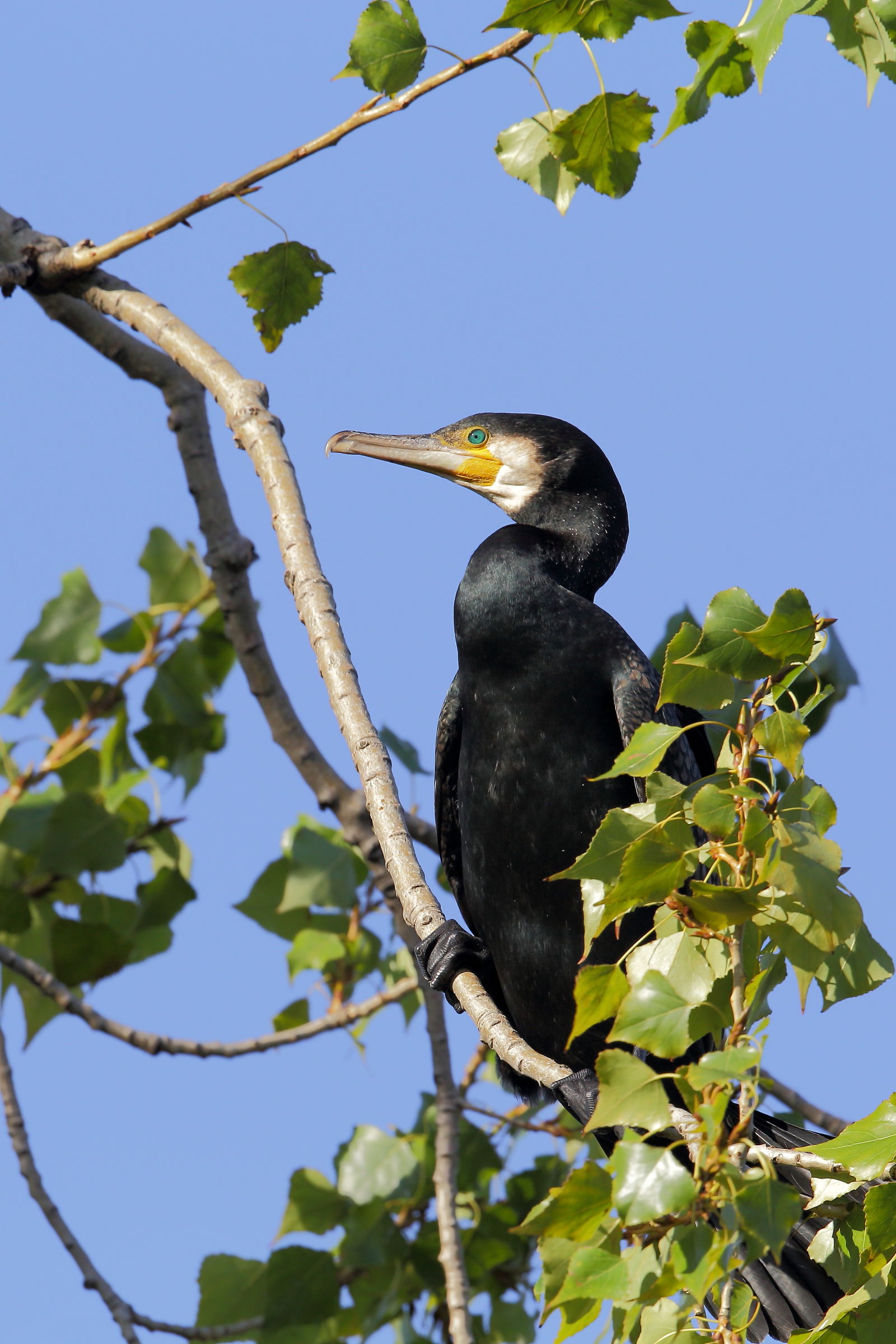 Cormorant